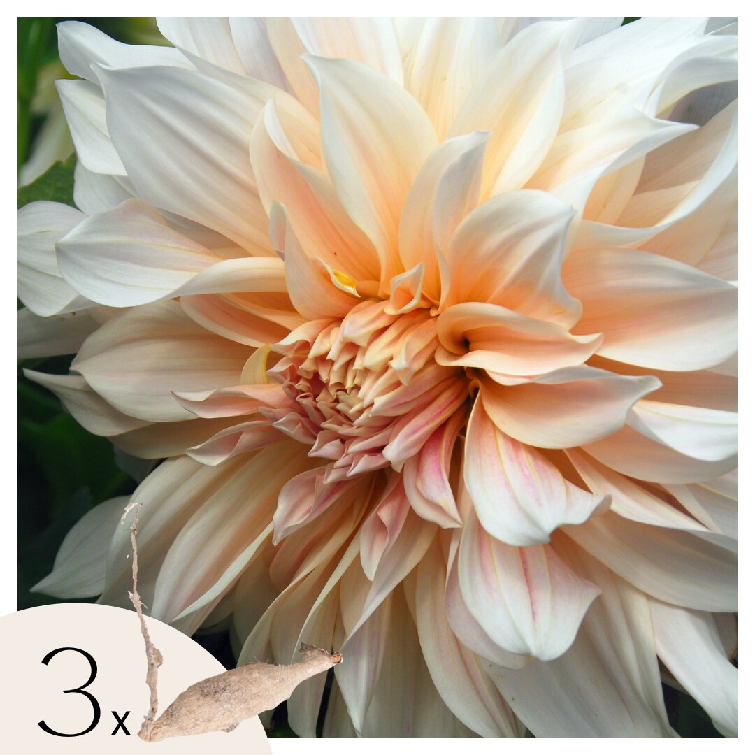Plant in a Box – Dahlien – 3er Set – Dahlia ‚Cafe au Lait‘ XXL – Dahlienknollen – Mehrfarbig | 08721278900053