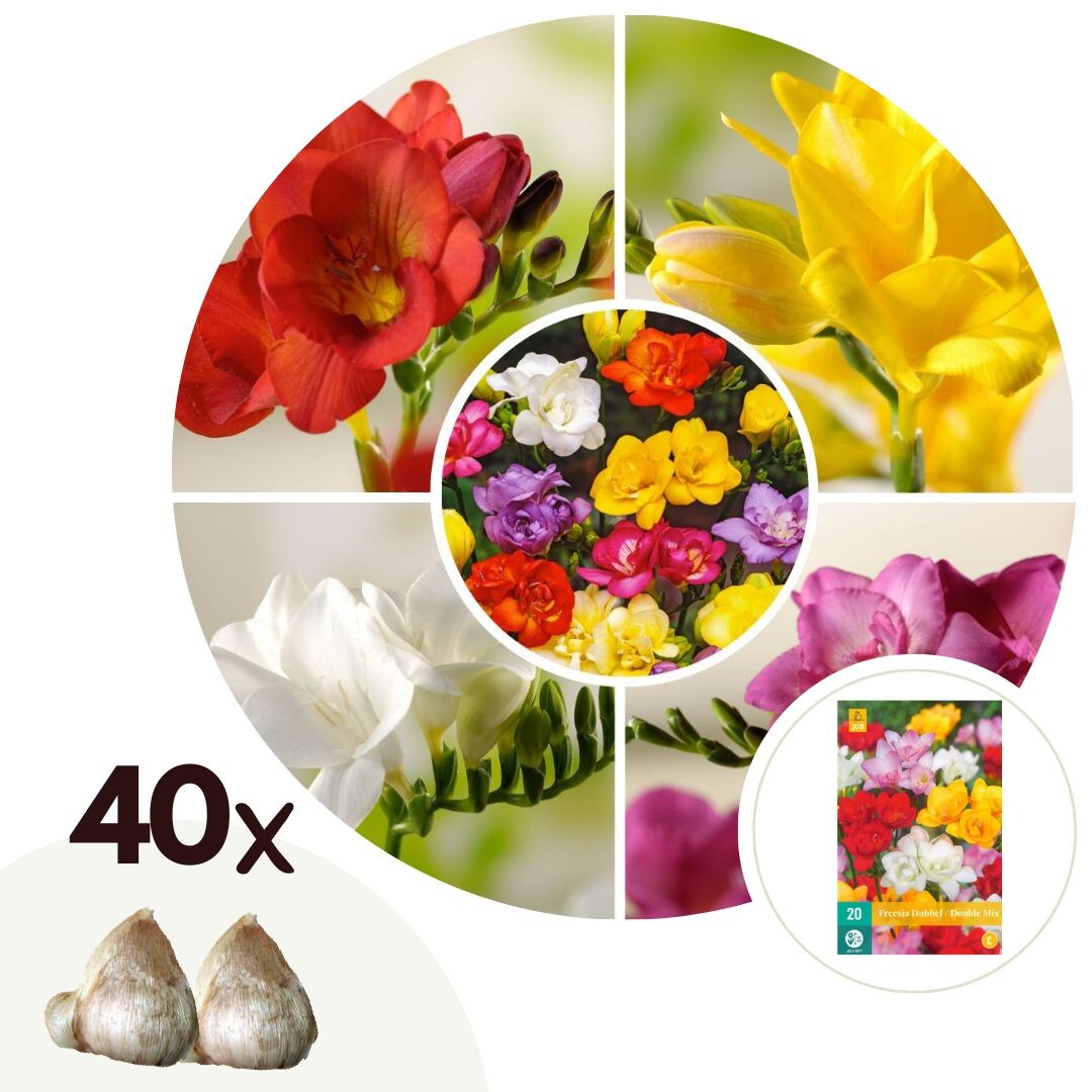 Plant in a Box – Freesien – 40 Stk – Freesia Mix – Blumenzwiebeln – Mehrfarbig | 06097233567589