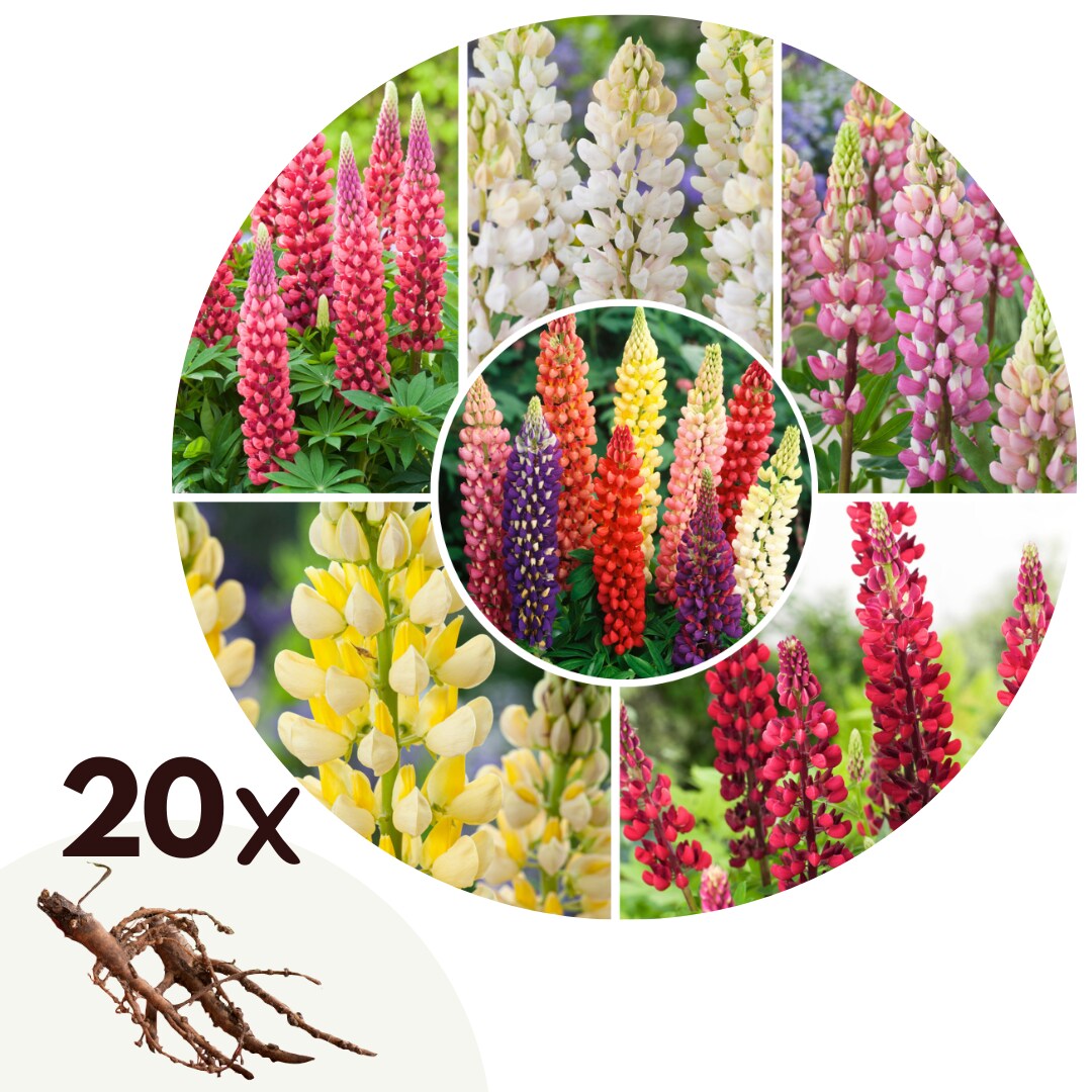 Plant in a Box – Lupine – 20 Stk – Lupinus – Rhizome – Mehrfarbig | 07428478958969