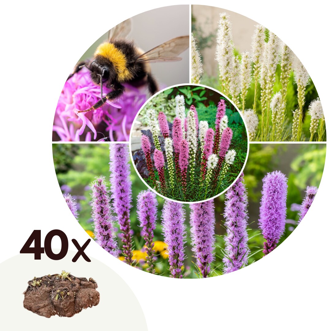 Plant in a Box – Prachtscharte – 40 Stk – Liatris – Rhizome – Lila | 07428470605854