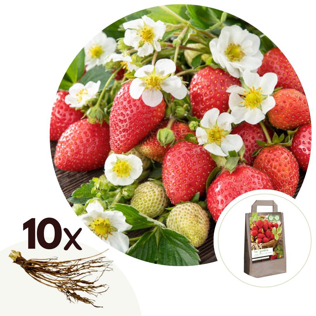 Plant in a Box – Erdbeerpflanzen – 10 Stk – Fragaria elsanta – Rhizome – Rot | 07428475791422