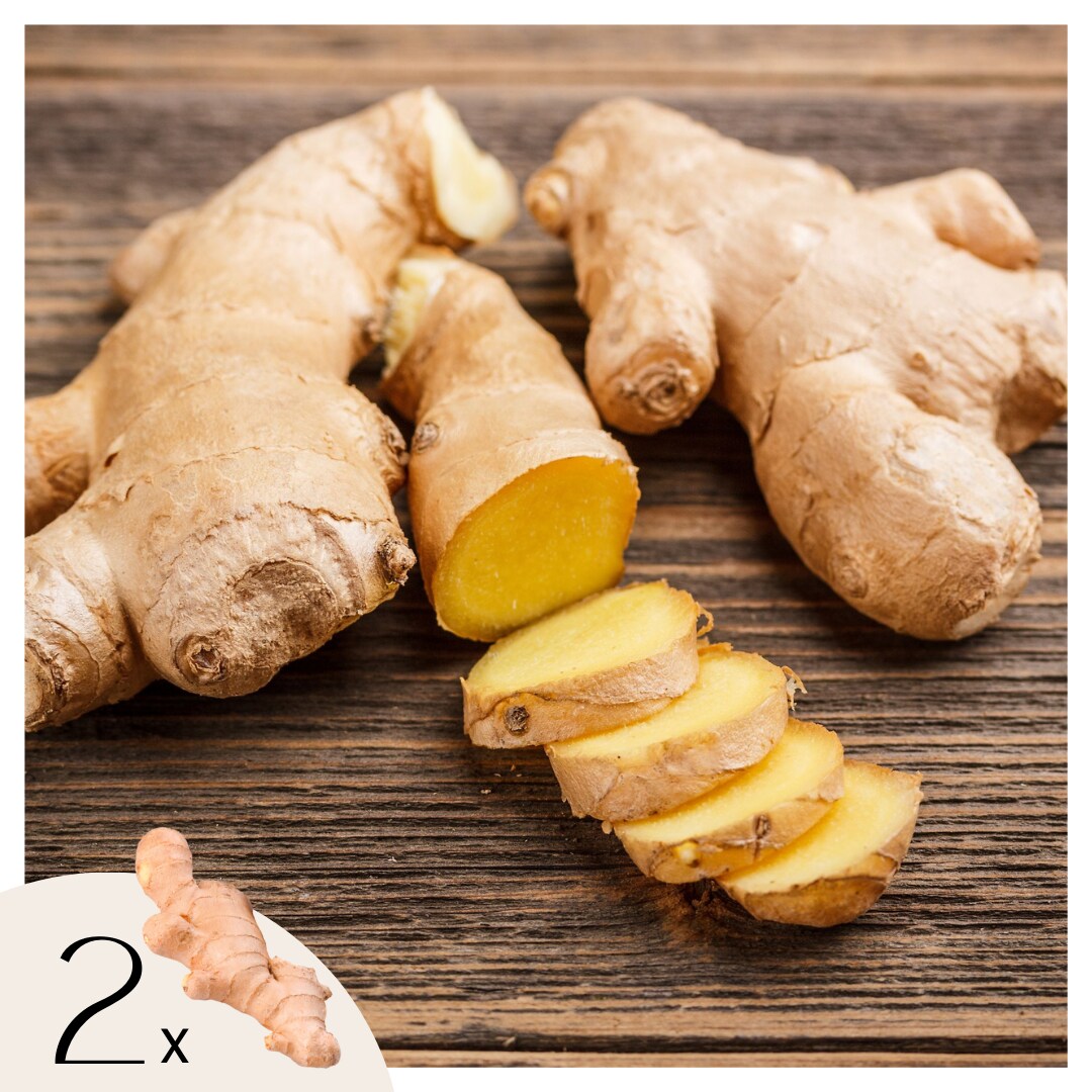 Plant in a Box – Ingwer – 2 Stk. – Ginger Officinale – Rhizome | 08721278900244