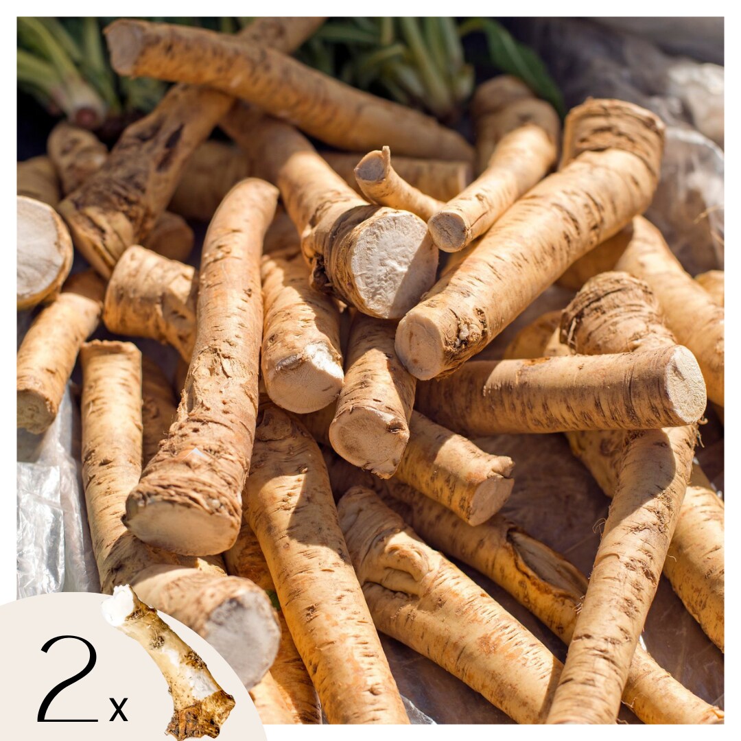 Plant in a Box – Meerrettich – 2 Stk. – Armoracia rusticana – Rhizome | 08721278900268