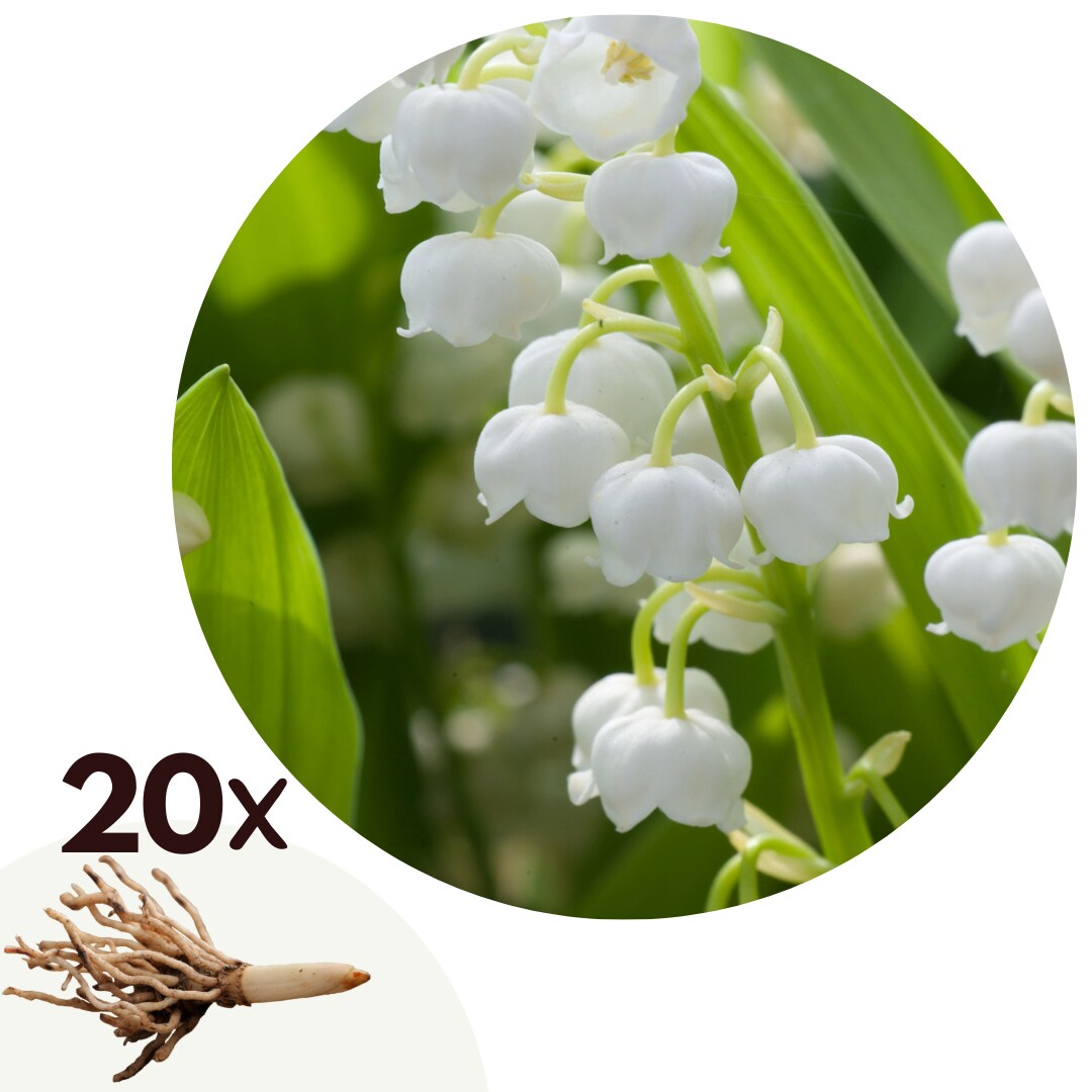 Plant in a Box – Maiglöckchen – 20 Stk – Convallaria ‚Majalis‘ – Blumenzwiebeln – Weiß | 06097231188120