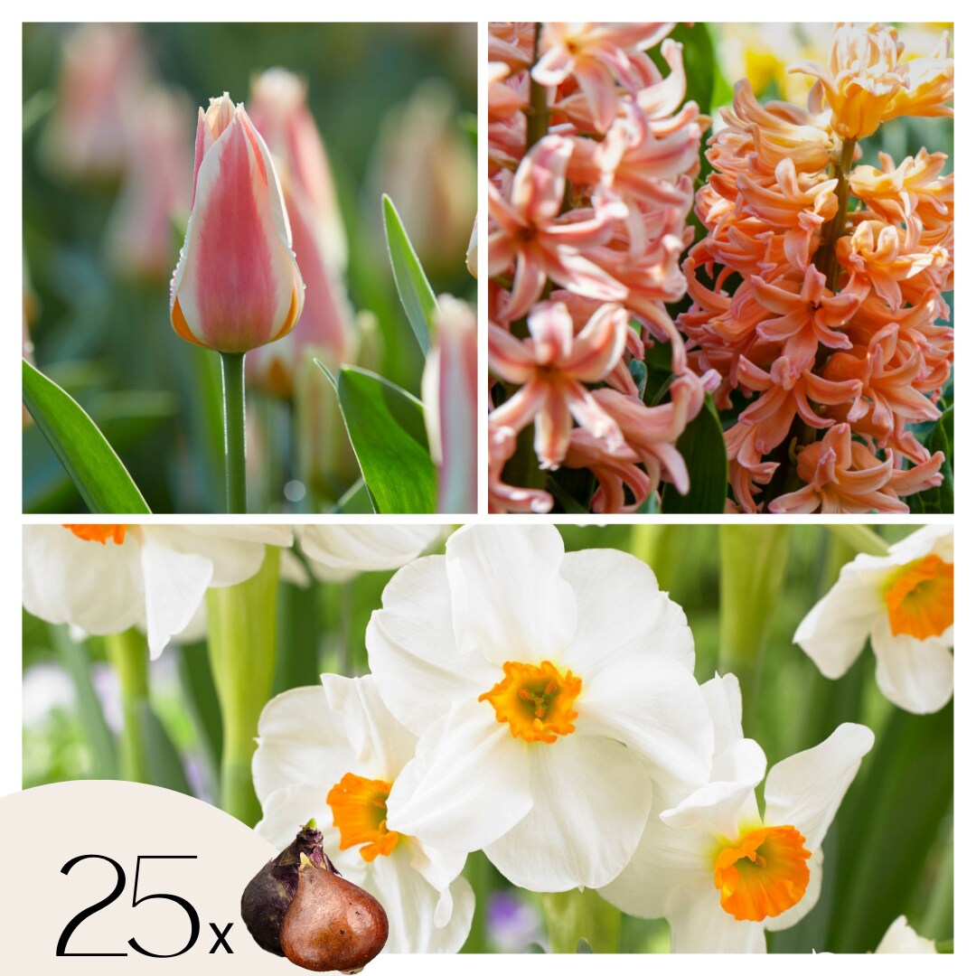 Plant in a Box – Blumenzwiebeln ‚Peach Blush‘ – 25 Stk – Narcissus, Tulipa, Hyacinthus | 06097232395305