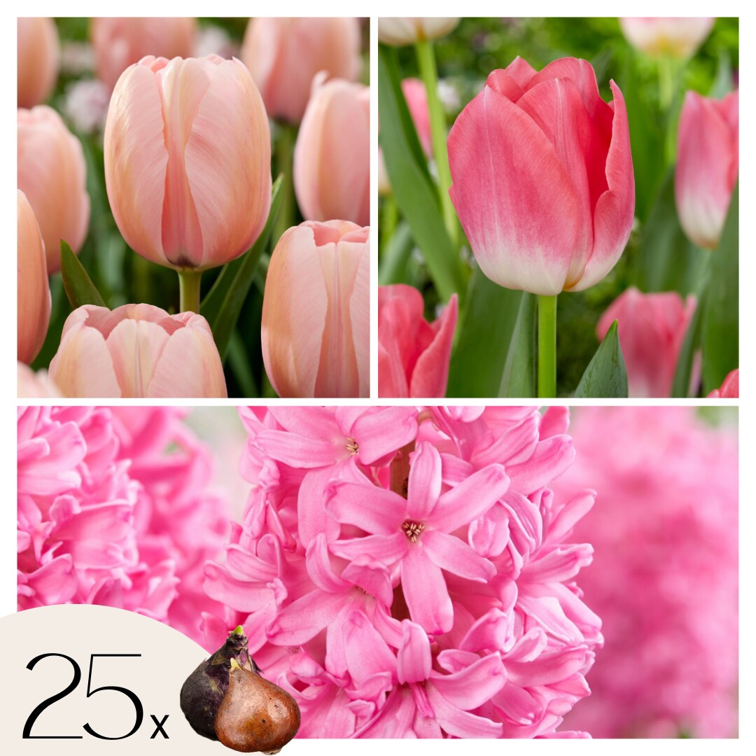 Plant in a Box – Blumenzwiebeln ‚Pink Blush‘ – 25 Stk – Tulipa, Hyacinthus – Rosa | 06097223255274
