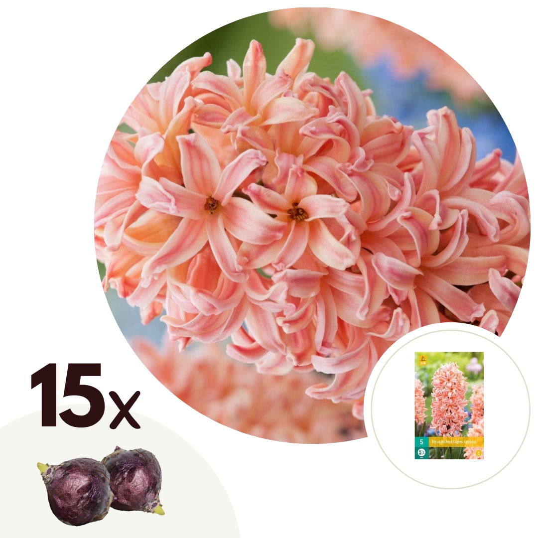 Plant in a Box - Hyazinthenzwiebeln - 15 Stk - Hyacinthus 'Gipsy Queen' - Blumenzwiebeln - Orange - Bild 1