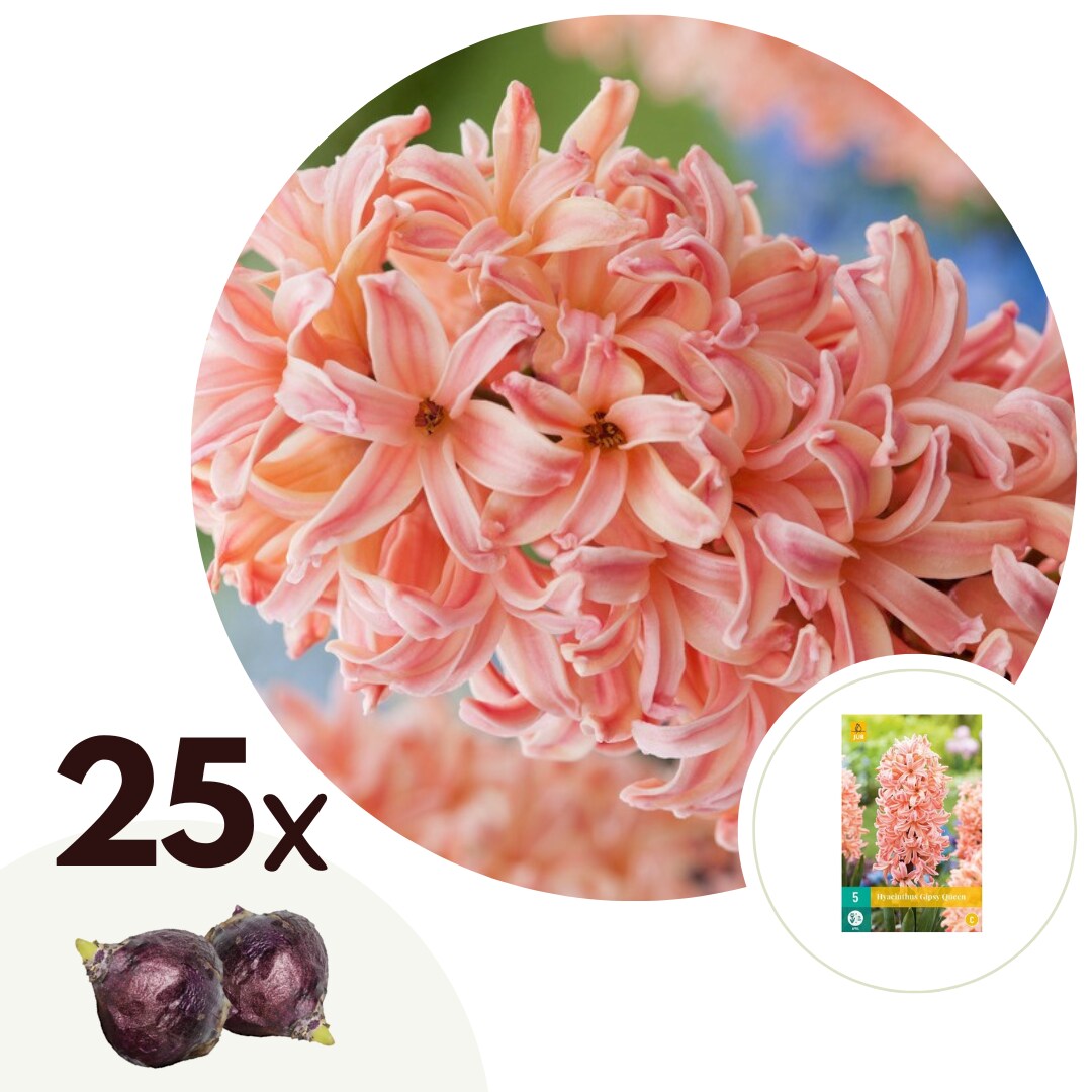 Plant in a Box - Hyazinthenzwiebeln - 25 Stk - Hyacinthus 'Gipsy Queen' - Blumenzwiebeln - Orange - Bild 1