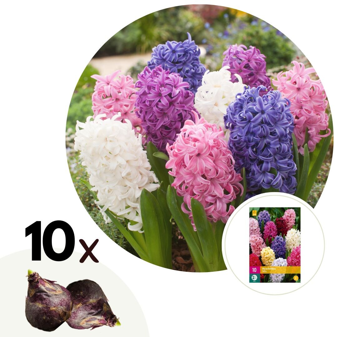 Plant in a Box – Hyazinthenzwiebeln – 10 Stk – Hyacinthus – Blumenzwiebeln – Mehrfarbig | 06097224299260