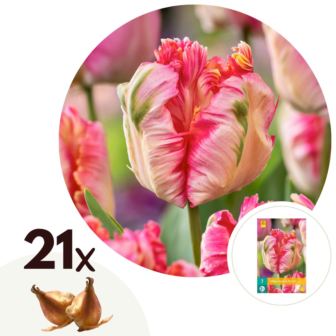 Plant in a Box - Tulpenzwiebeln - 21 Stk - Tulipa 'Apricot Parrot' - Blumenzwiebeln - Rosa - Bild 1