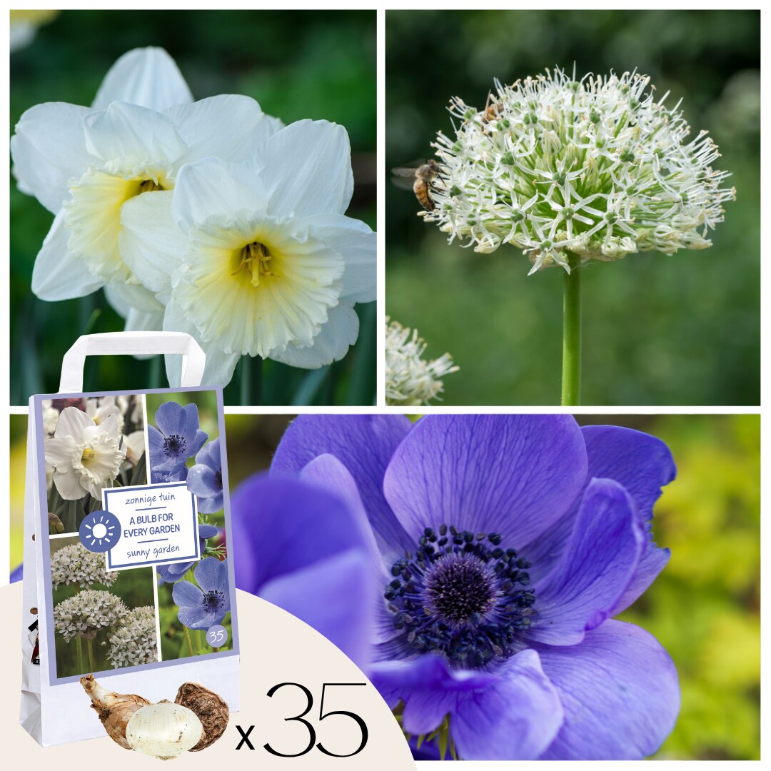 Plant in a Box – Blumenzwiebeln – 35 Stück – Sunny garden Box – Anemone, Allium, Narzisse | 08712438998188