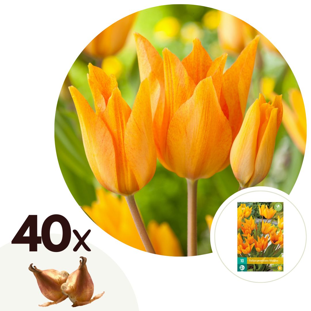 Plant in a Box - Tulpenzwiebeln - 40 Stk - Tulipa 'Prastants Shogun' - Blumenzwiebeln - Orange - Bild 1