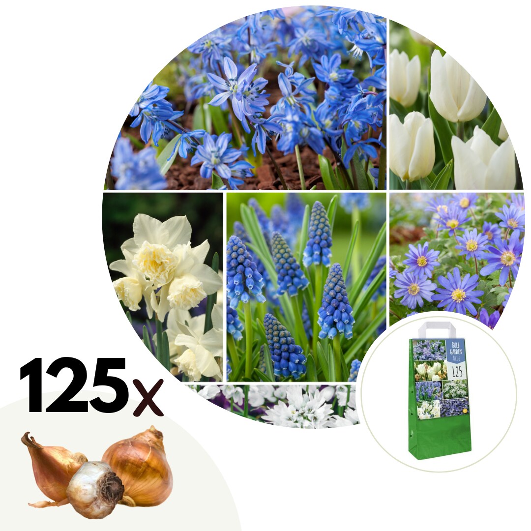 Plant in a Box – Blumenzwiebelmischung – 125 Stk – Allium, Narcissus, Muscari, Tulipa – Blau | 07428476131401