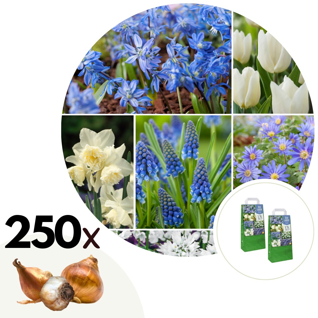 Plant in a Box – Blumenzwiebelmischung – 250 Stk – Allium, Narcissus, Muscari, Tulipa – Blau | 07428479402249