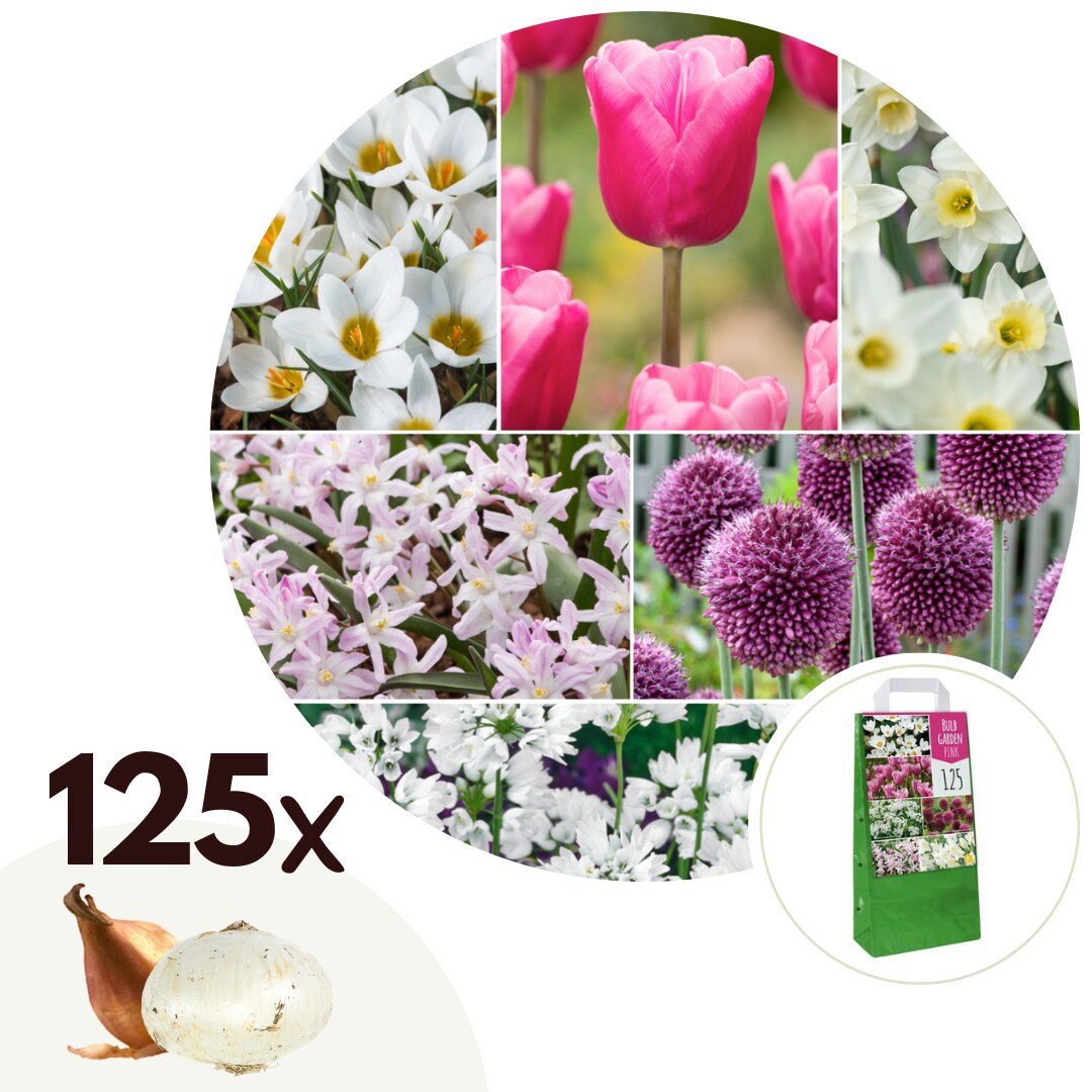 Plant in a Box – Blumenzwiebelmischung – 125 Stk – Allium, Narcissus, Muscari, Tulipa – Lila | 07428470289900