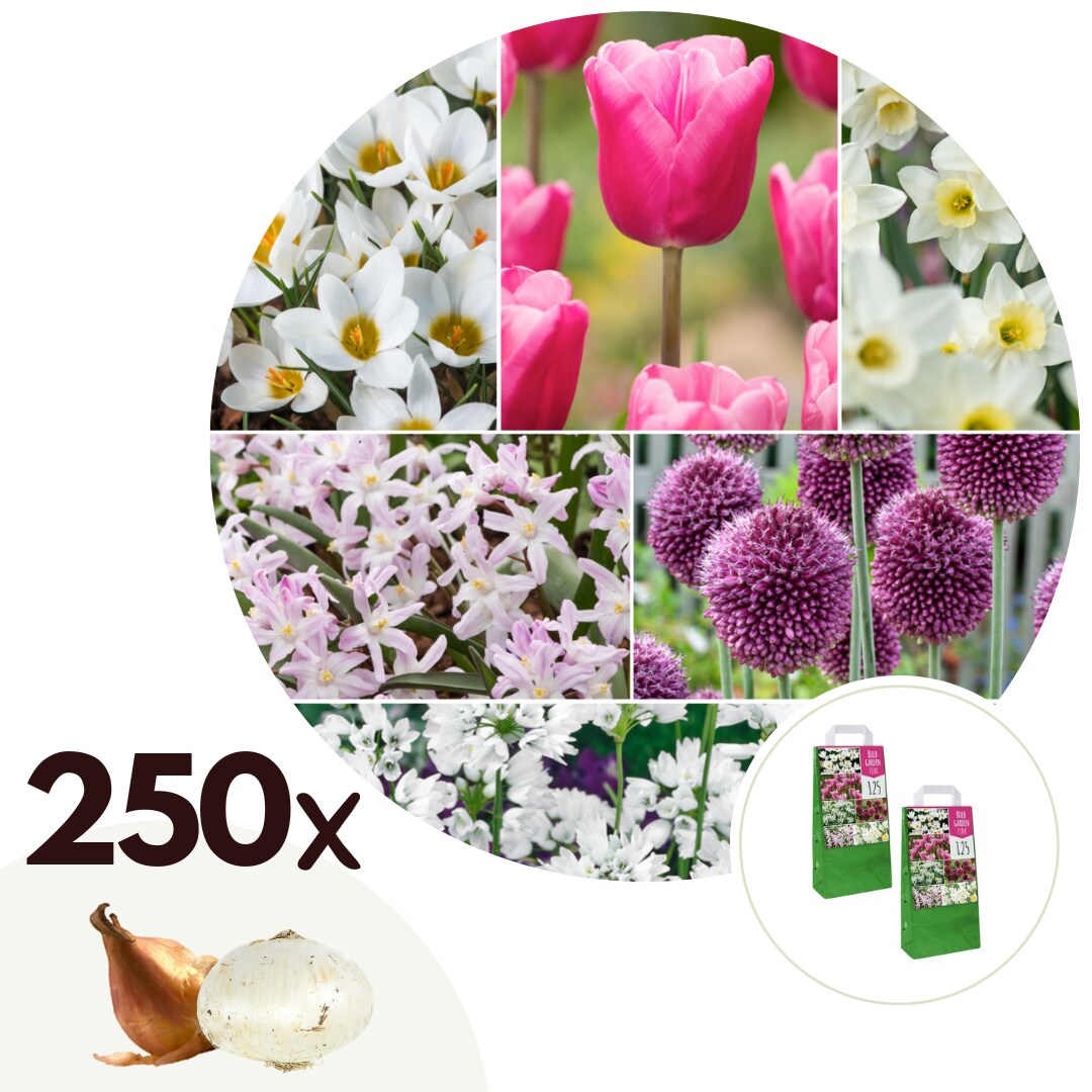 Plant in a Box – Blumenzwiebelmischung – 125 Stk – Allium, Narcissus, Muscari, Tulipa – Lila | 07428475166992