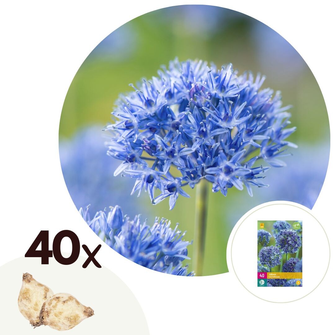 Plant in a Box – Blauer Zierlauch – Allium ‚Caeruleum‘ – Set mit 40 Blumenzwiebeln | 06097250850886