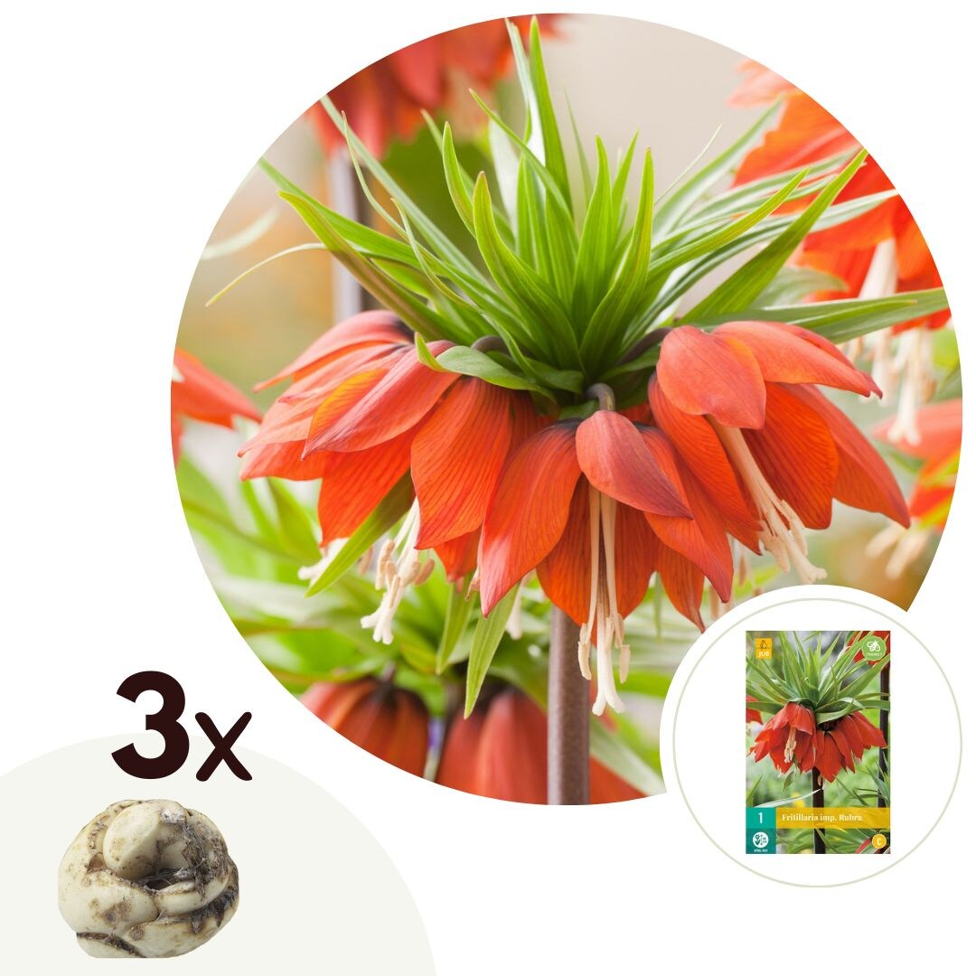 Plant in a Box – Kaiserkronen – 3 Stk – Fritillaria rubra – Blumenzwiebeln – Orange | 06097225985902