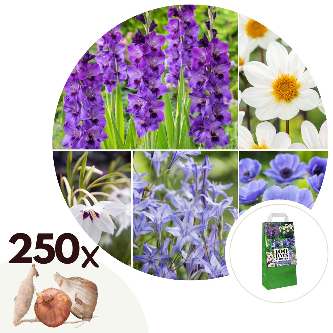 Plant in a Box – Blumenzwiebelmischung – 250 Stk – Dahlia, Gladiolus, Freesia, Oxalis – Blau | 07428479615892