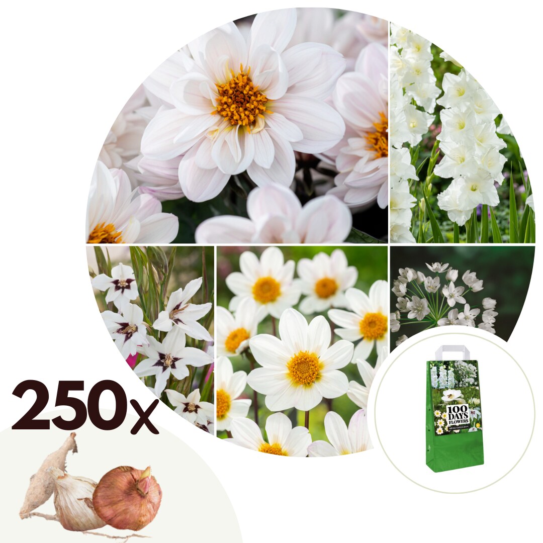 Plant in a Box – Blumenzwiebelmischung – 250 Stk – Anemone, Allium. Gladiolus, Dahlia – Weiß | 07428479878242