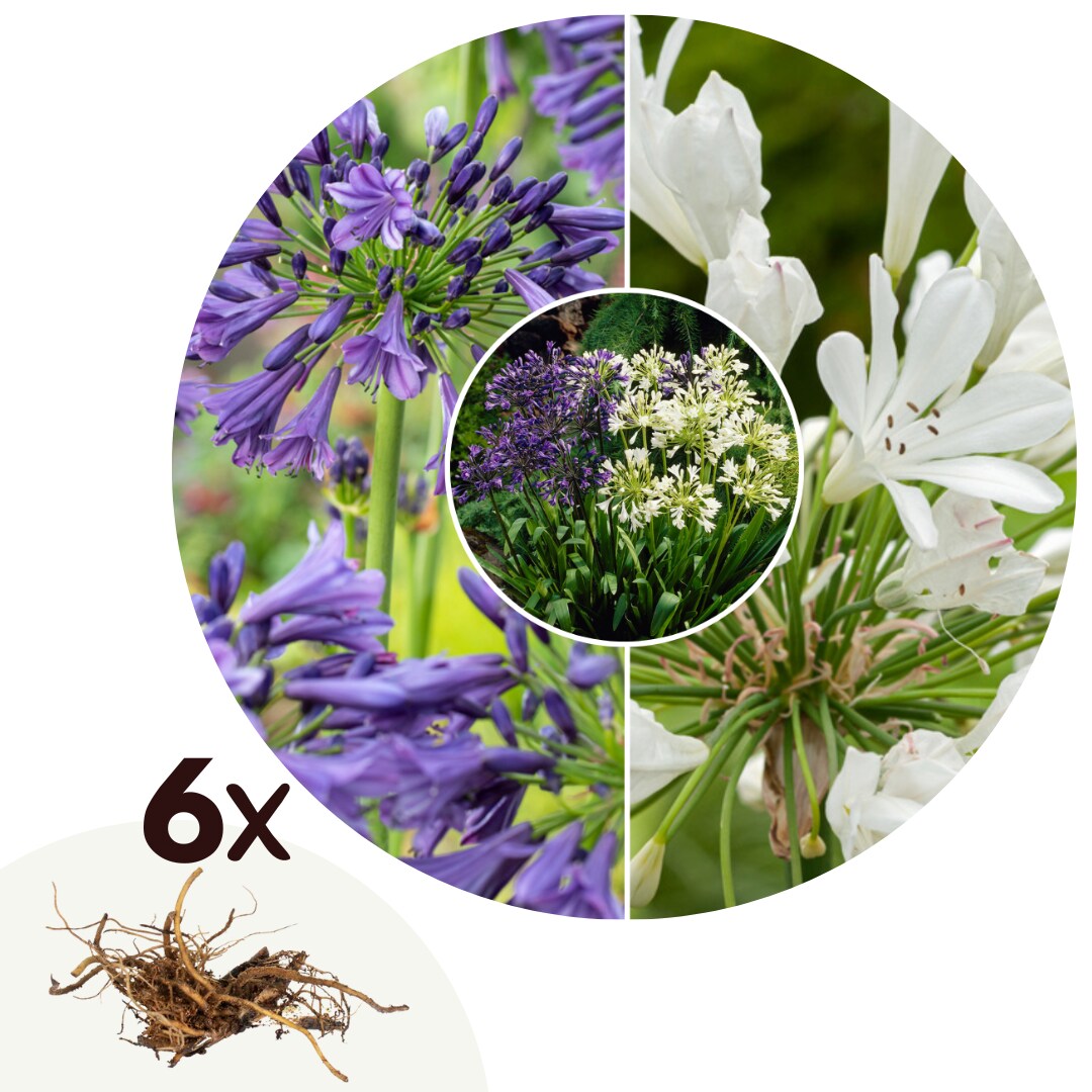 Plant in a Box – Lilie – 6 Stk – Agapanthus ‚africanus‘, ‚orientalis‘ – Rhizome – Mehrfarbig | 07428473756874