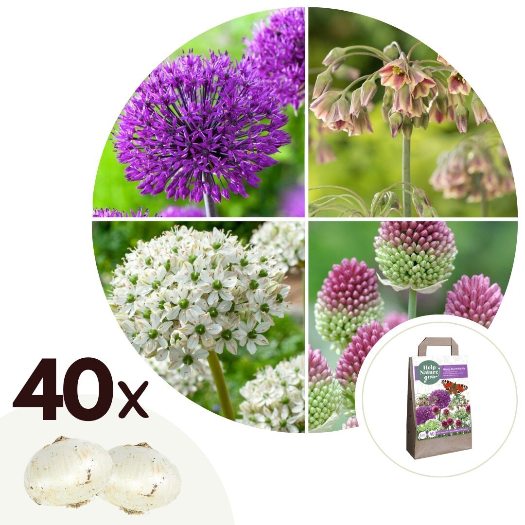 Plant in a Box – Glücklicher Schmetterling – 40 Stk – Blumenzwiebeln – Mehrfarbig | 06097229812884