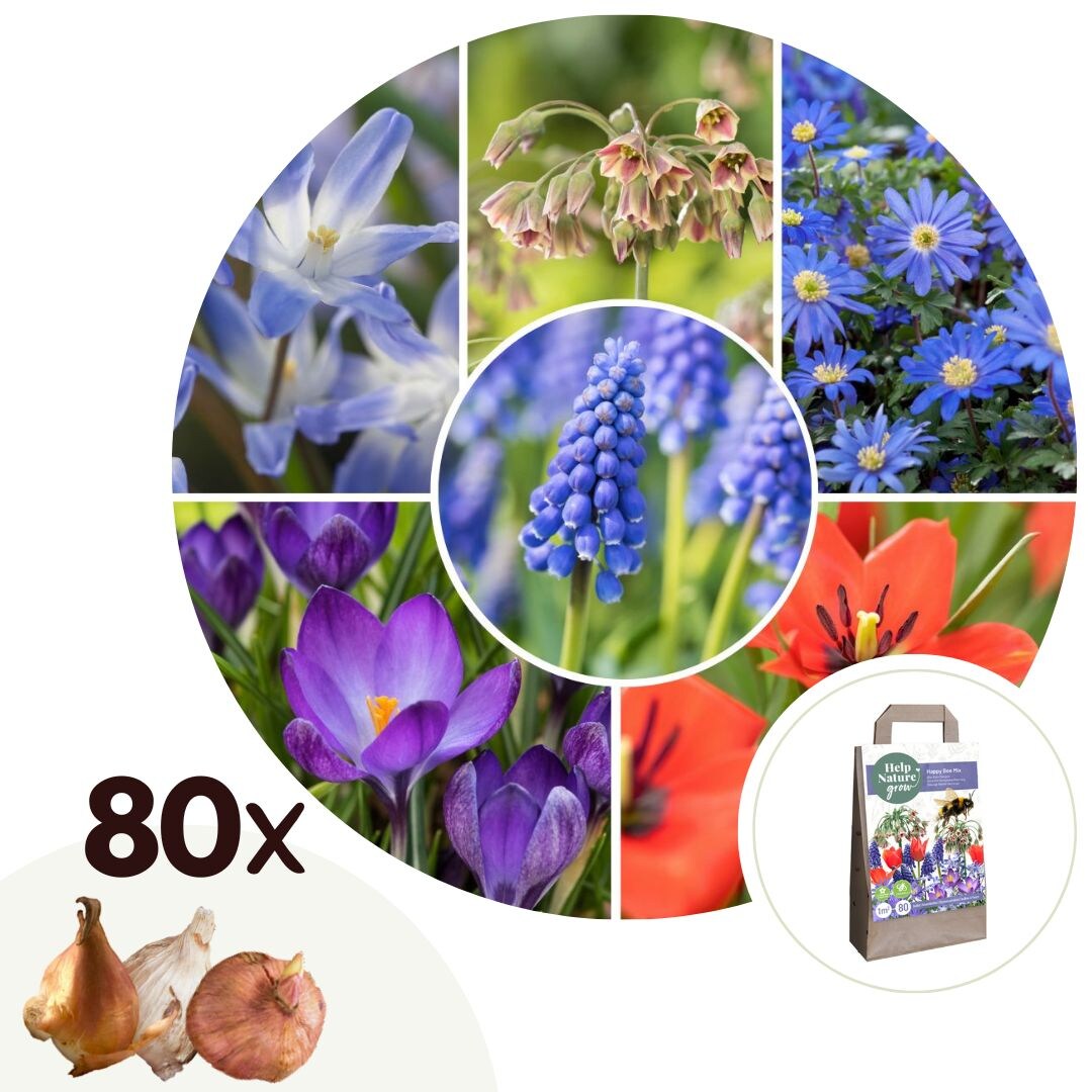 Plant in a Box – Glückliche Biene – 80 Stk – Anemon Chionodoxa Muscari Nectar.Tulipa – Zwiebeln | 06097231091031