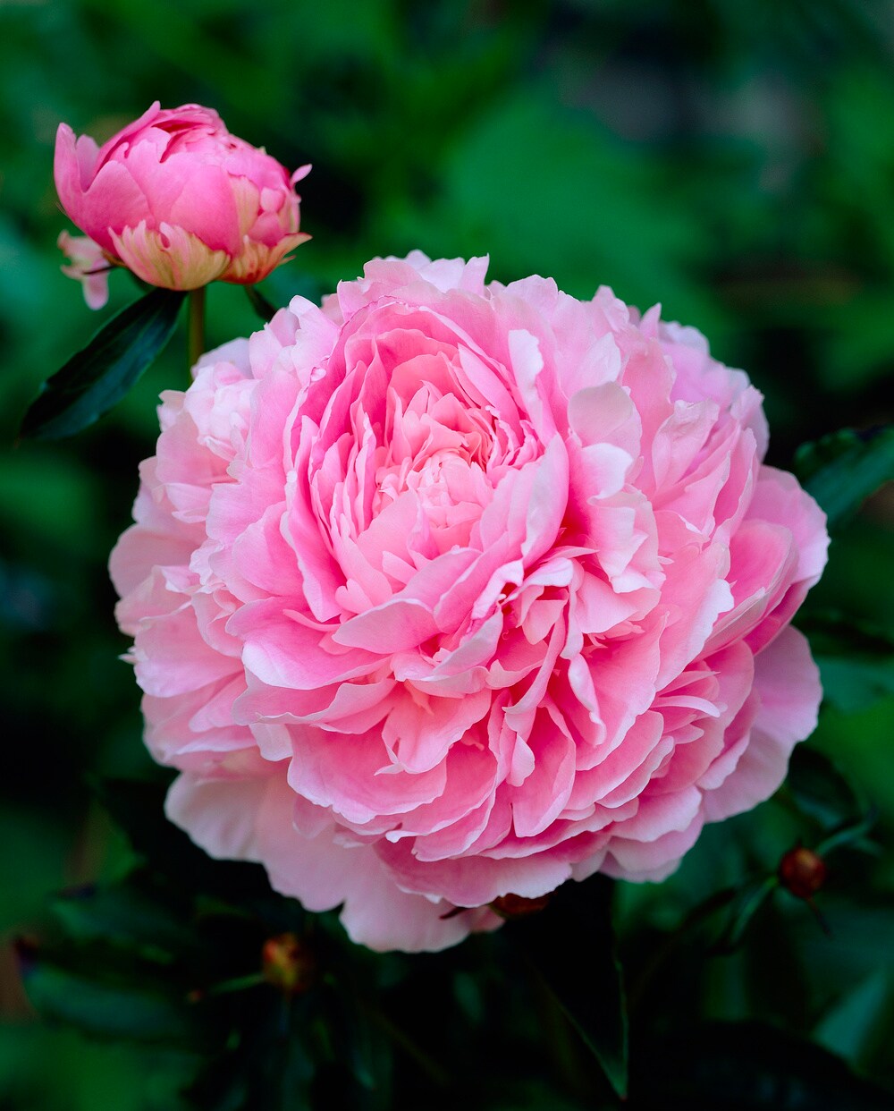 Plant in a Box – Pfingstrose – 4 Stk – Paeonia – Rhizome – Rosa | 06097225120136