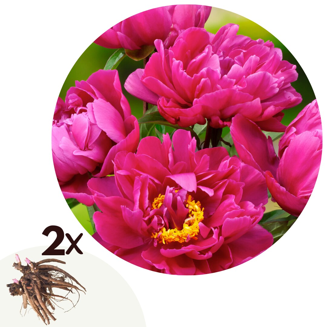 Plant in a Box – Pfingstrose – 2 Stk – Paeonia ‚Karl Rosenfield‘ – Rhizome – Rosa | 06097230731754