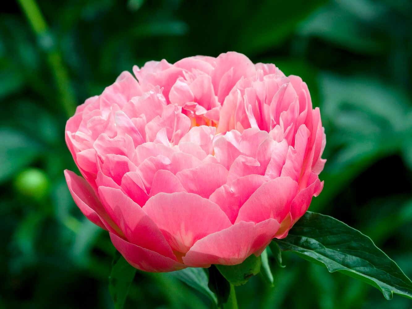 Plant in a Box – Pfingstrose – 2 Stk – Paeonia ‚Pink Hawaiian Coral‘ – Rhizome – Rosa | 06097231678607