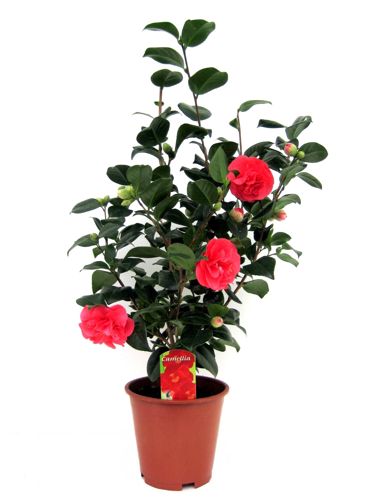 Plant in a Box – Japanische Rose – Camellia japonica ‚Lady Campbell‘ – Höhe 60-70cm – Topf 19cm | 07428475379798