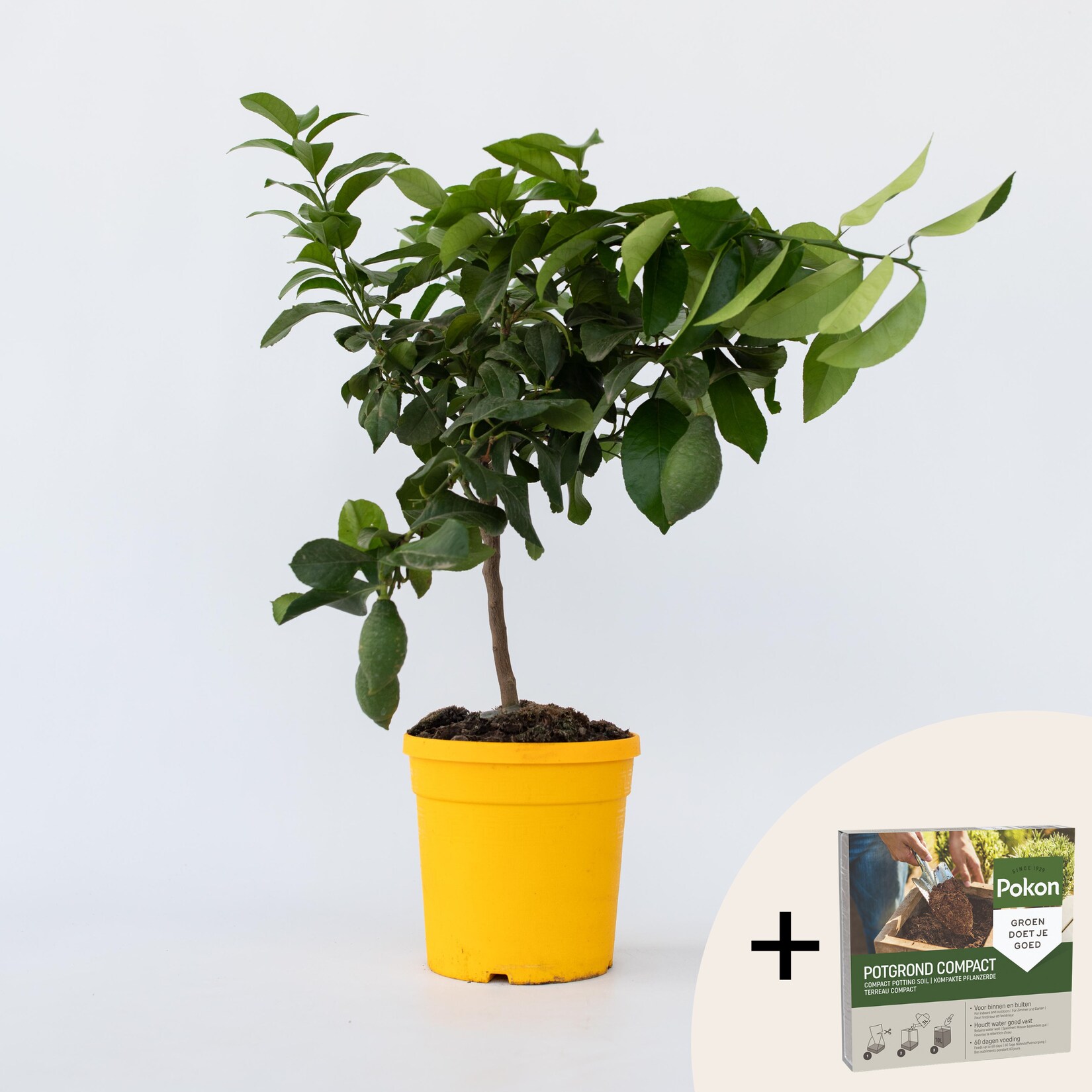 Plant in a Box – Zitronenbaum – Citrus limon – Höhe 60-70cm – Topf 19cm | 08721278901784
