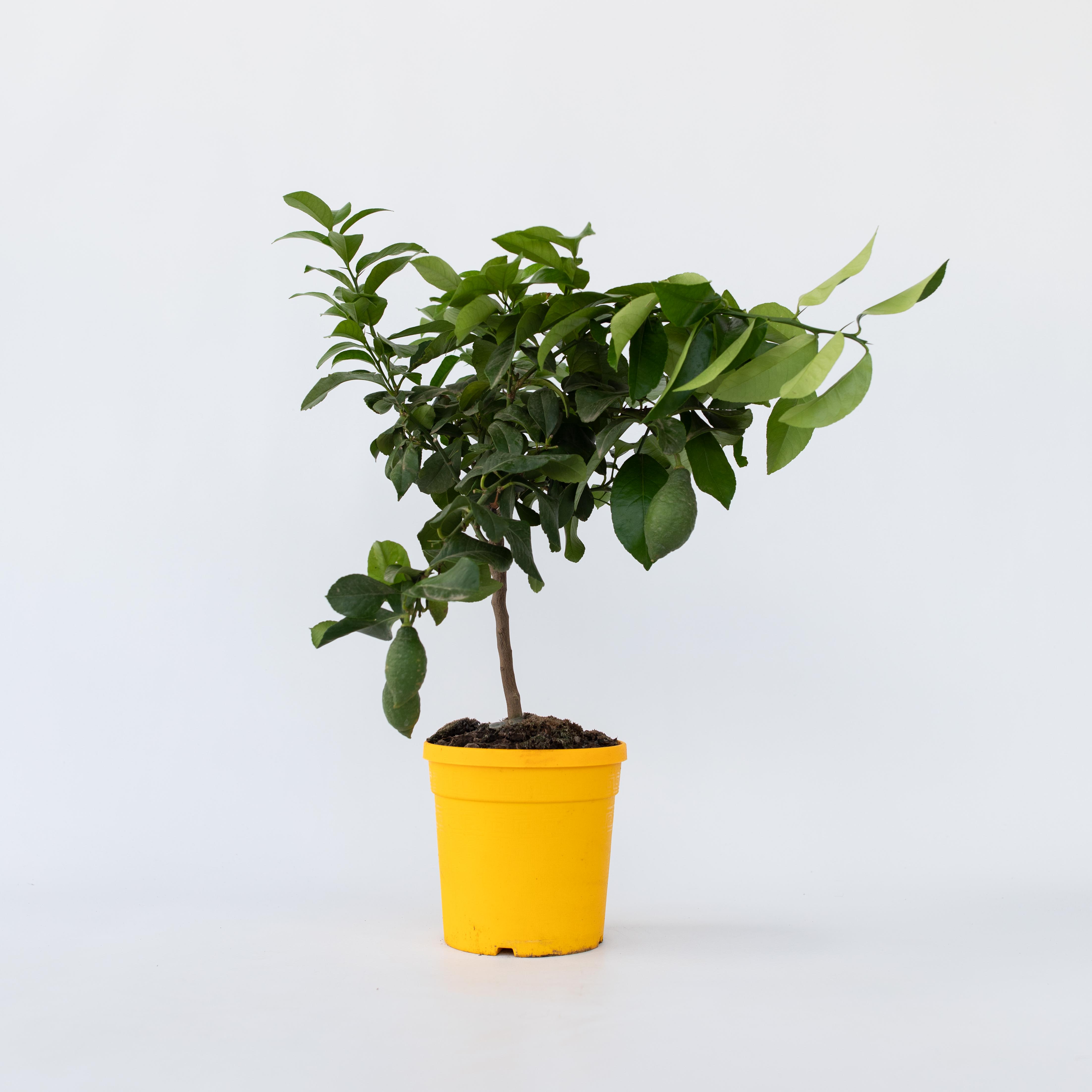 Plant in a Box - Zitronenbaum - Citrus limon - H&ouml;he 60-70cm - Topf 19cm - Bild 1