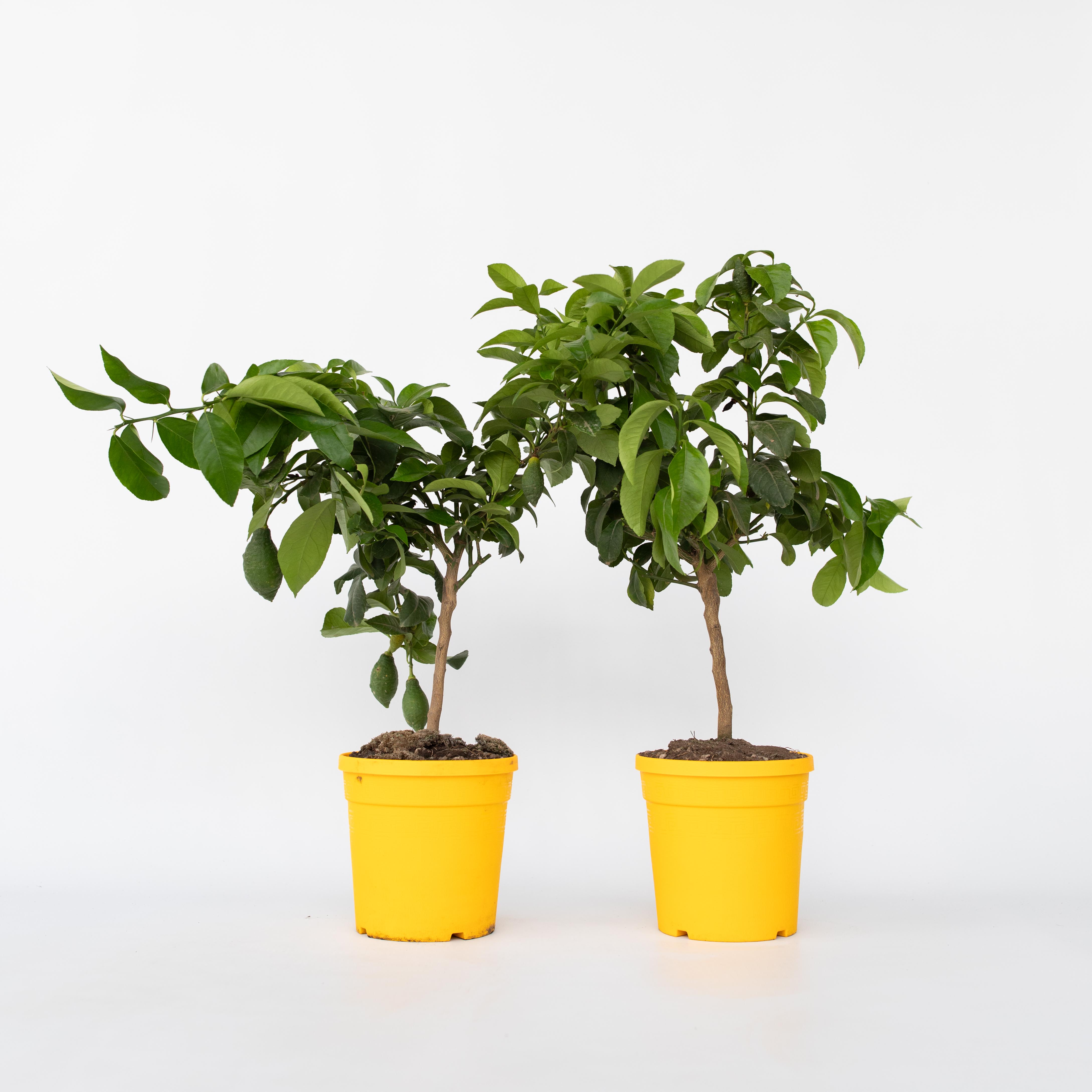 Plant in a Box - Zitronenbaum - 2 Stk - Citrus limon - H&ouml;he 60-70cm - Topf 19cm - Bild 1
