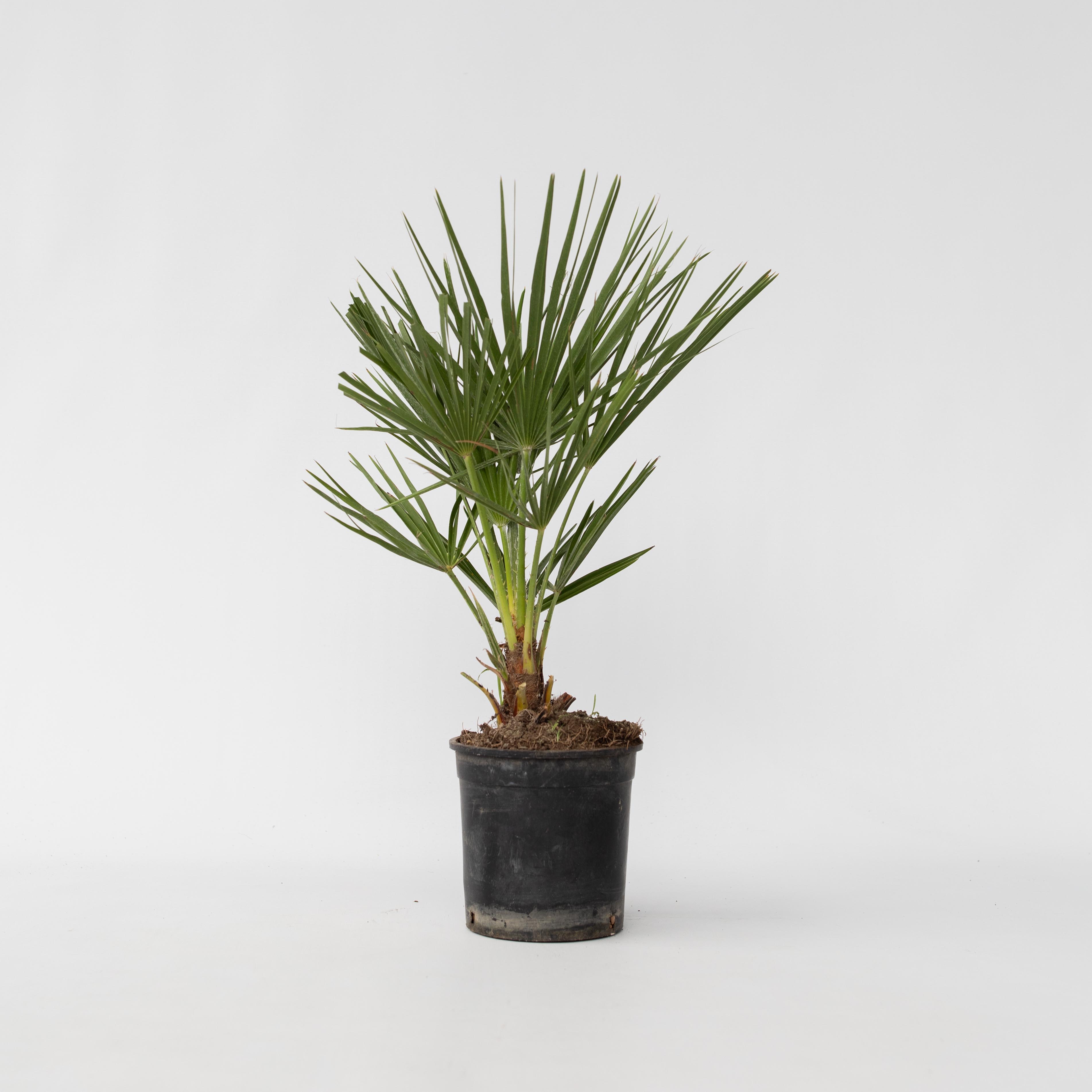 Plant in a Box - Bergpalme - Chamaerops humilis - H&ouml;he 50-60cm - Topf 15cm - Bild 1
