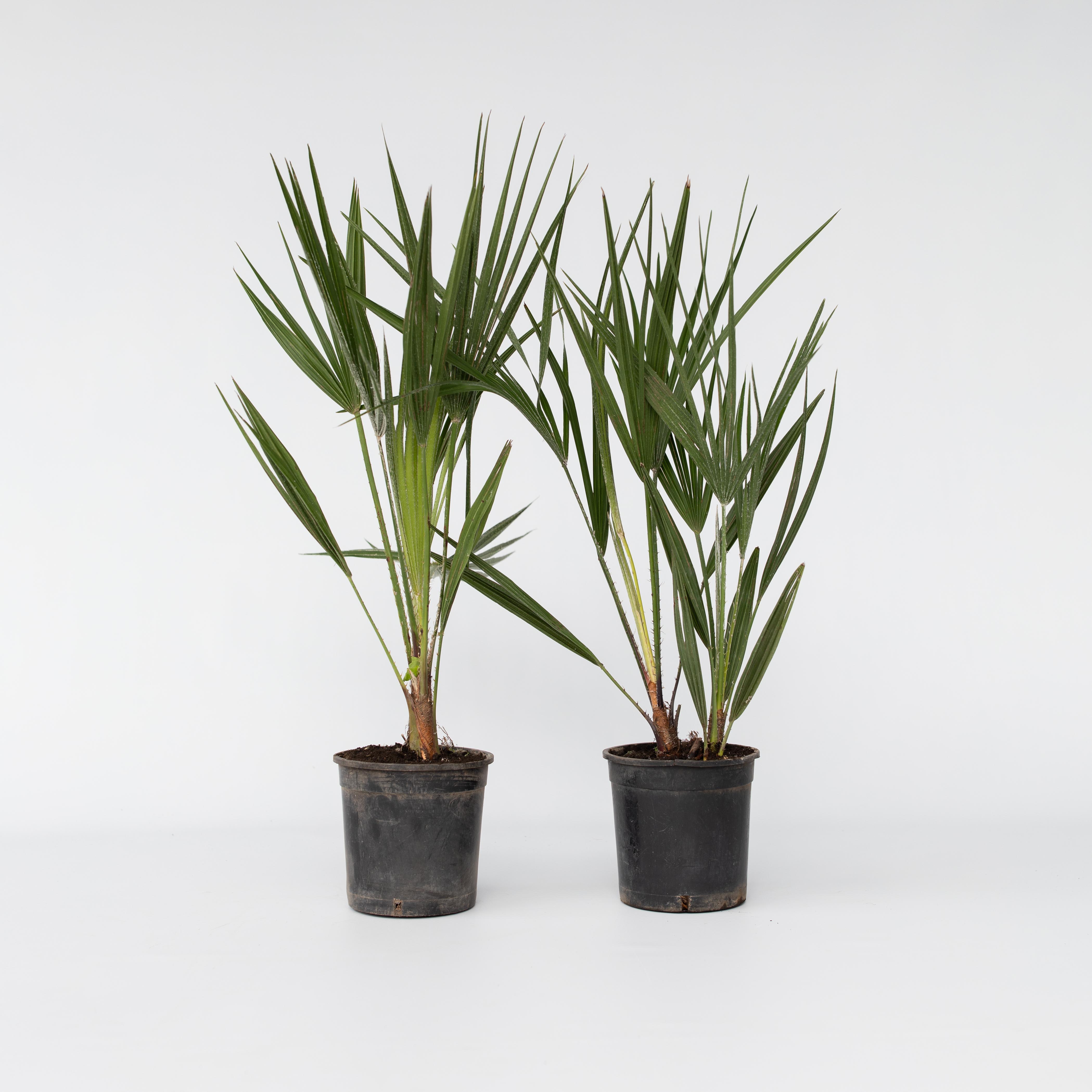 Plant in a Box - Bergpalme - 2 Stk - Chamaerops humilis - H&ouml;he 50-60cm - Topf 15cm - Bild 1