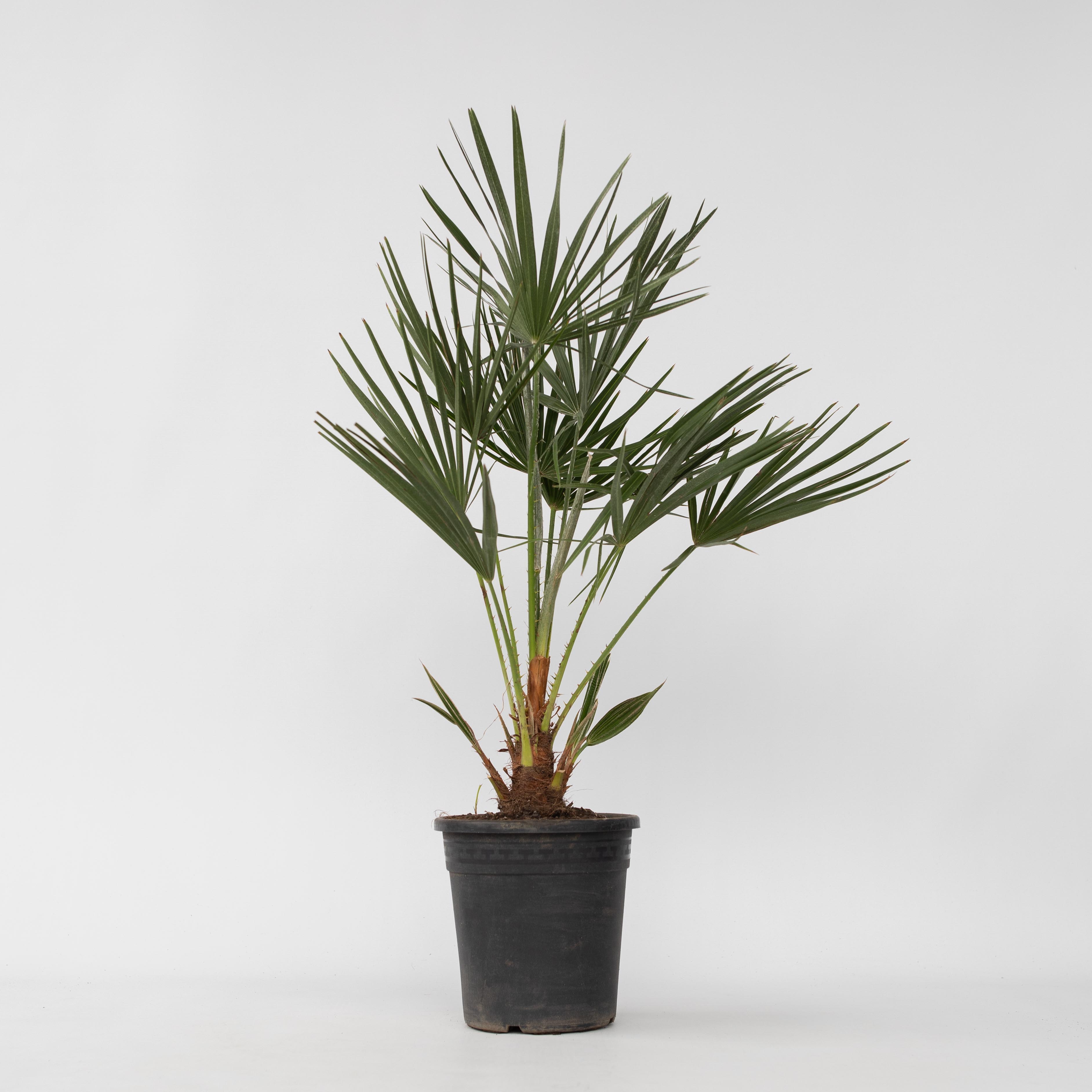 Plant in a Box - Bergpalme - Chamaerops humilis - H&ouml;he 70-80cm - Topf 21cm - Bild 1