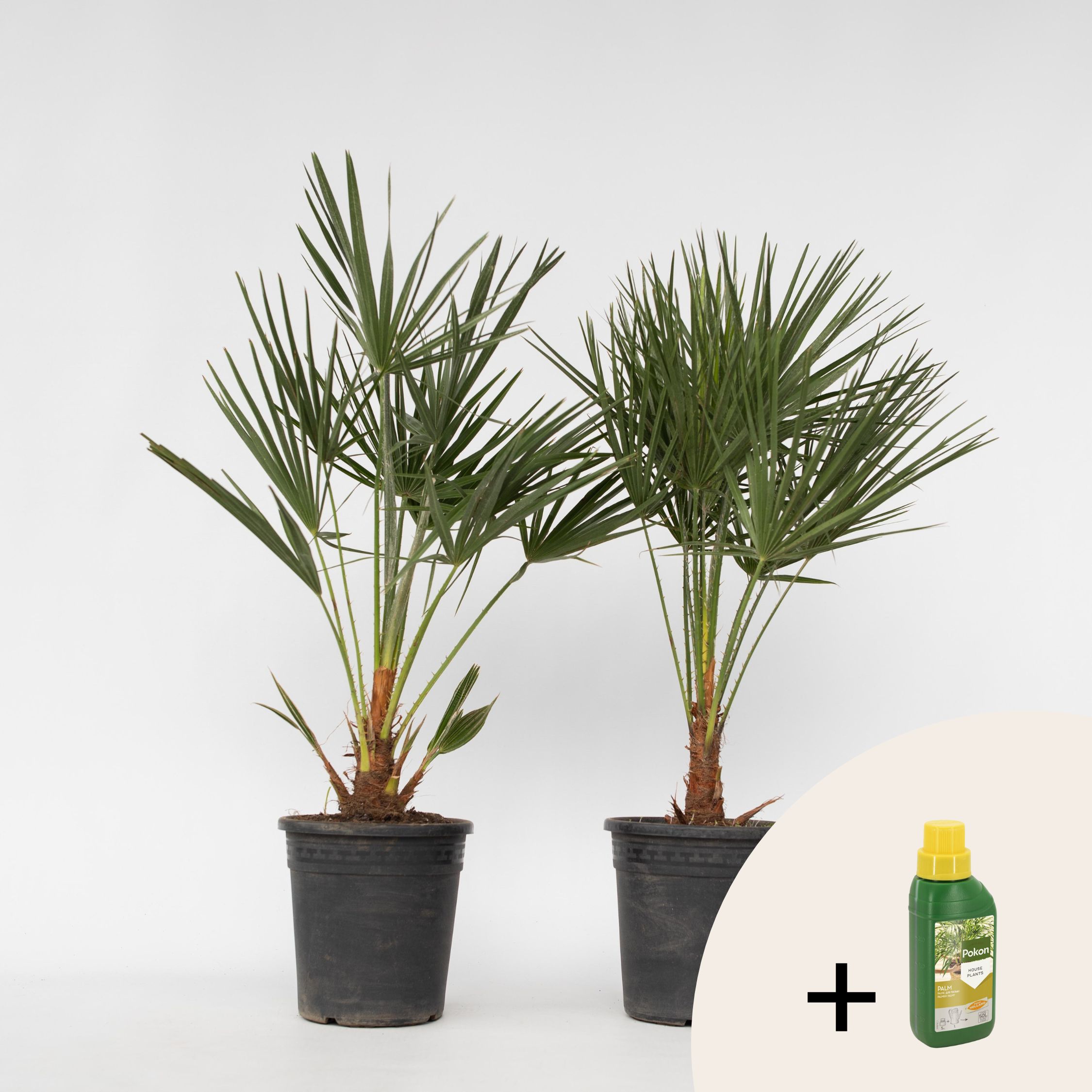 Plant in a Box - Bergpalme - 2 Stk - Chamaerops humilis - H&ouml;he 70-80cm - Topf 21cm - Bild 1