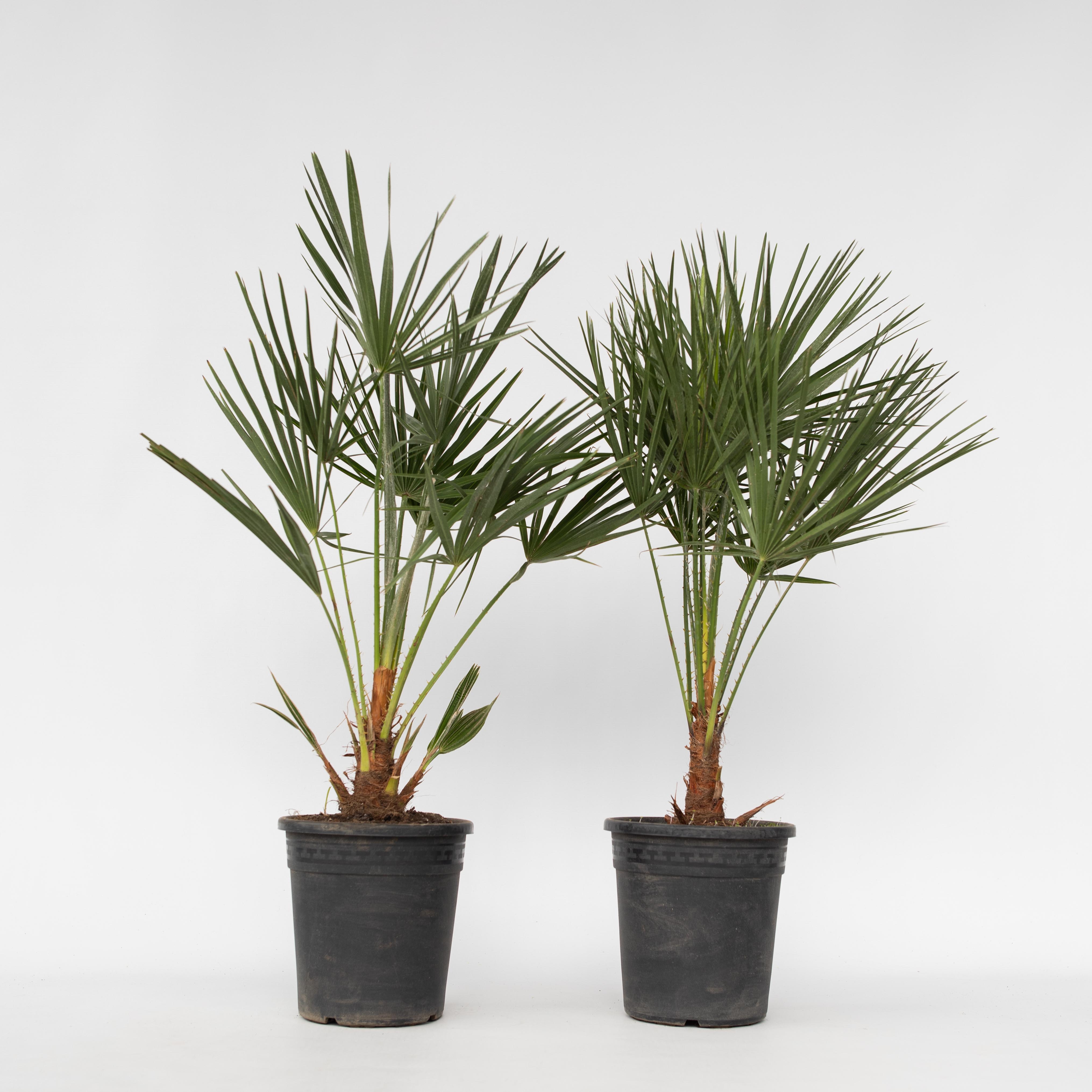 Plant in a Box - Bergpalme - 2 Stk - Chamaerops humilis - H&ouml;he 70-80cm - Topf 21cm - Bild 1