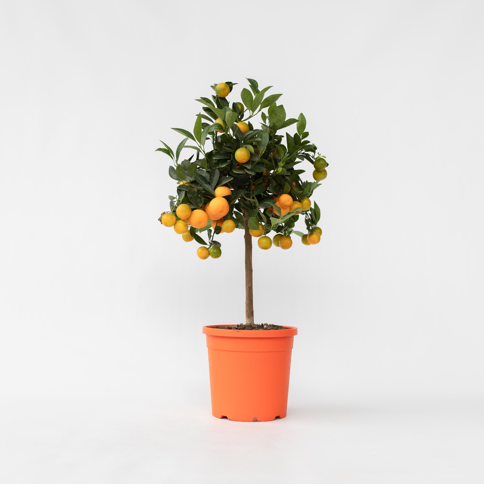 Plant in a Box – Orangenbaum – Citrus mitis ‚Calamondin‘ – Höhe 55-65cm – Topf 19cm | 07440848231212