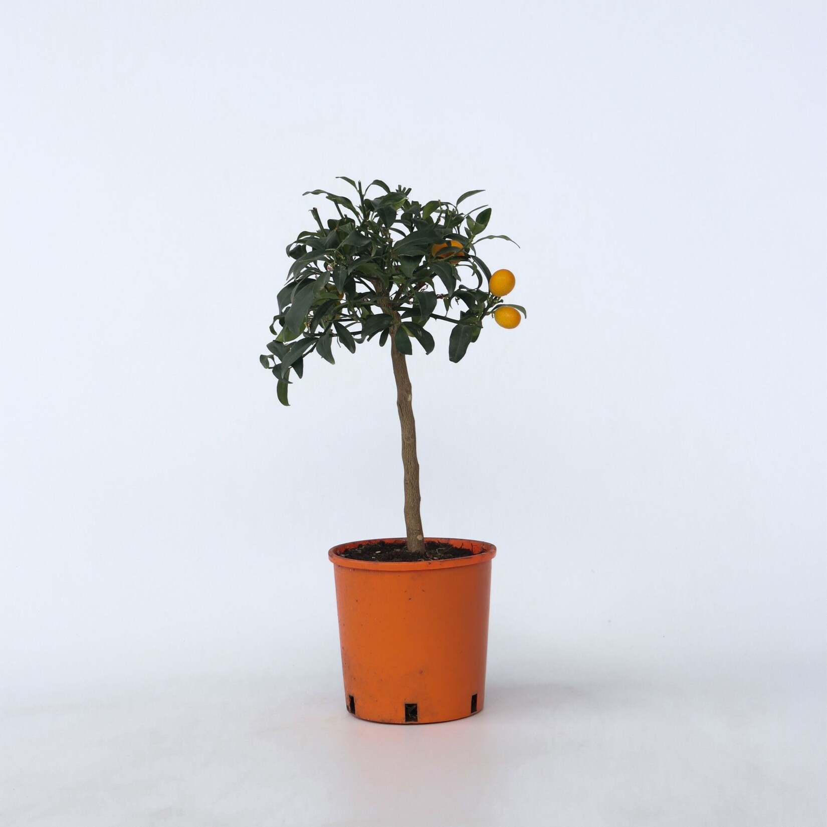 Plant in a Box – Zitrusbaum – Citrus microcarpa fortunella ‚Kumquat‘ – Höhe 50-60cm – Topf 19cm | 07442924134110