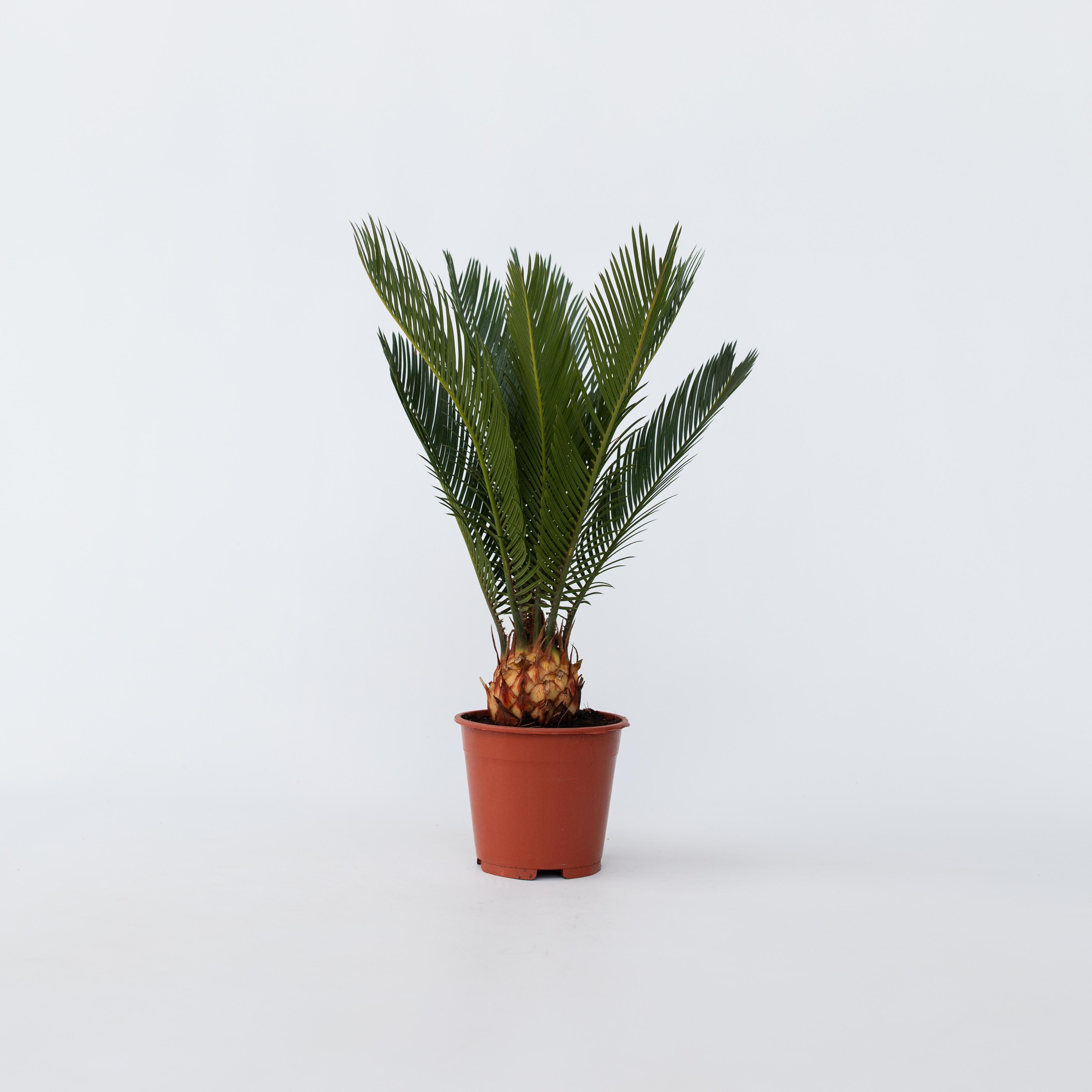 Plant in a Box - Sagopalmfarn - Cycas revoluta - H&ouml;he 45-60cm - Topf 15cm - Bild 1