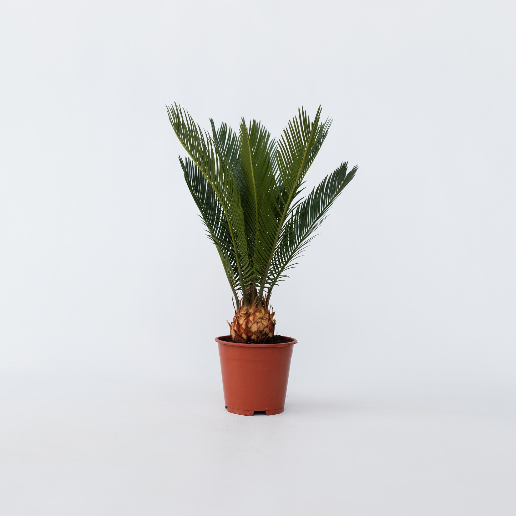 Plant in a Box – Sagopalmfarn – Cycas revoluta – Höhe 45-60cm – Topf 15cm | 07440833775714