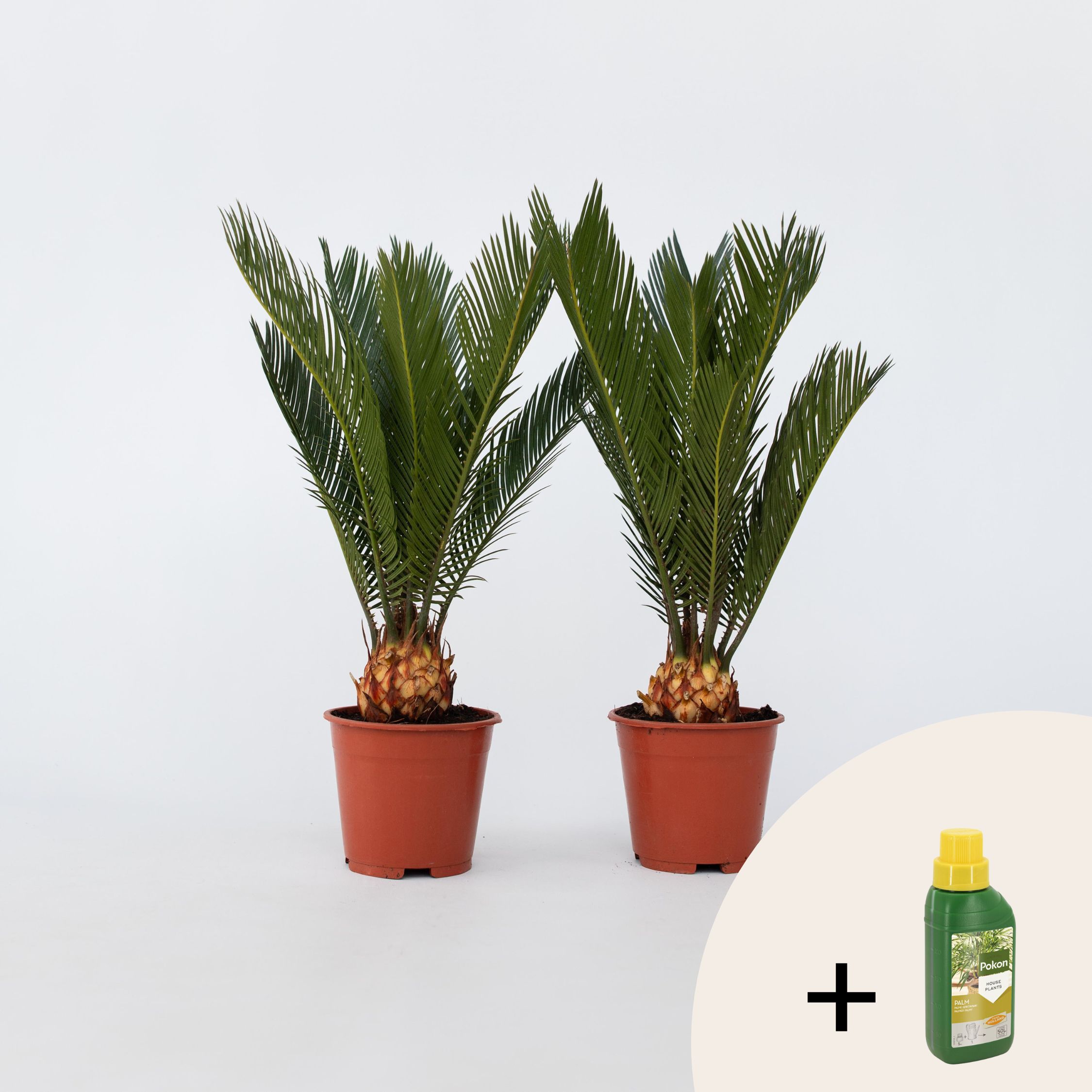 Plant in a Box - Sagopalmfarn - 2 Stk - Cycas revoluta - H&ouml;he 45-60cm - Topf 15cm - Bild 1