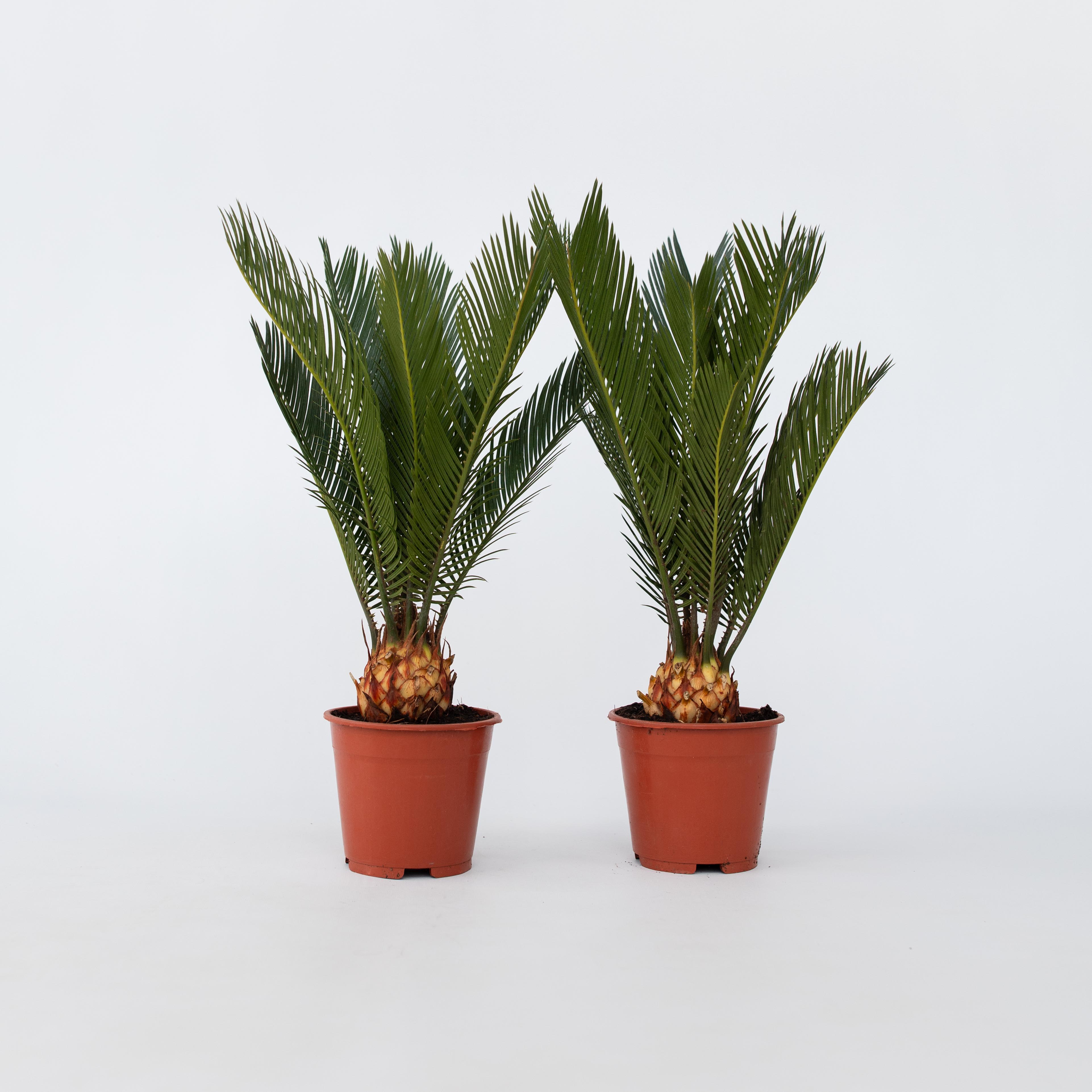 Plant in a Box - Sagopalmfarn - 2 Stk - Cycas revoluta - H&ouml;he 45-60cm - Topf 15cm - Bild 1