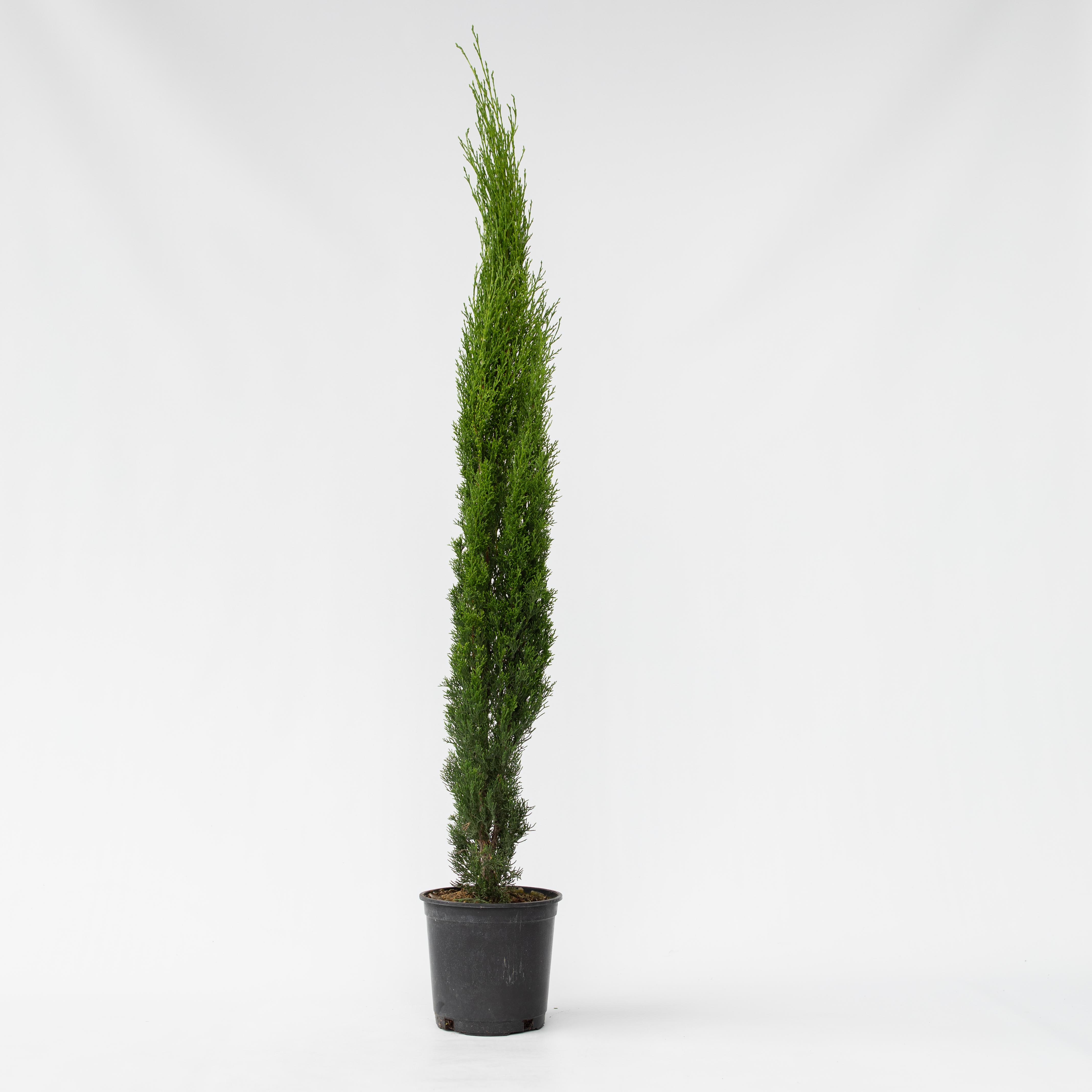 Plant in a Box - Mittelmeer-Zypresse - Cupressus sempervirens - H&ouml;he 70-80cm - Topf 19cm - Bild 1