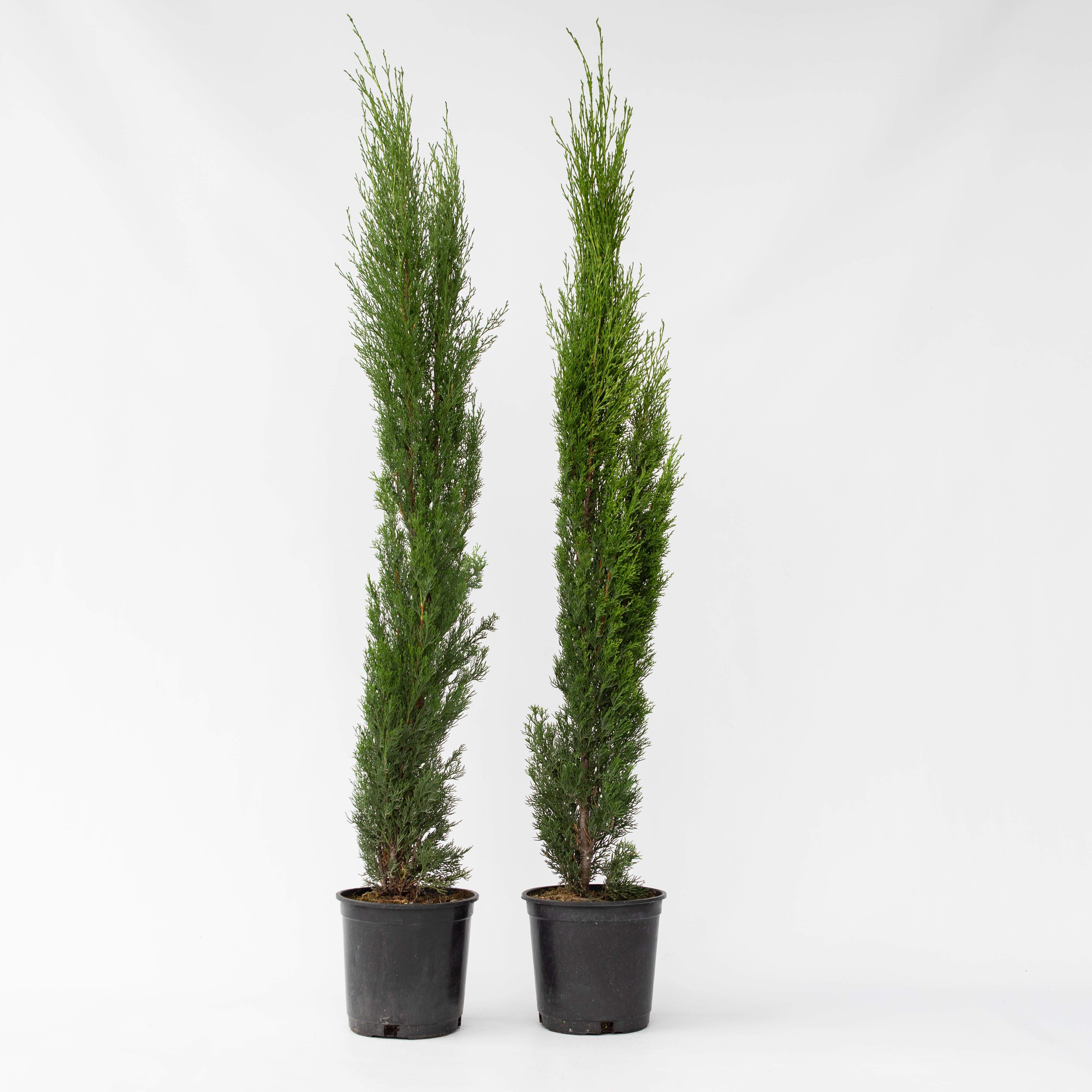 Plant in a Box - Mittelmeer-Zypresse - 2 Stk - Cupressus sempervirens - H&ouml;he 70-80cm - Topf 19cm - Bild 1