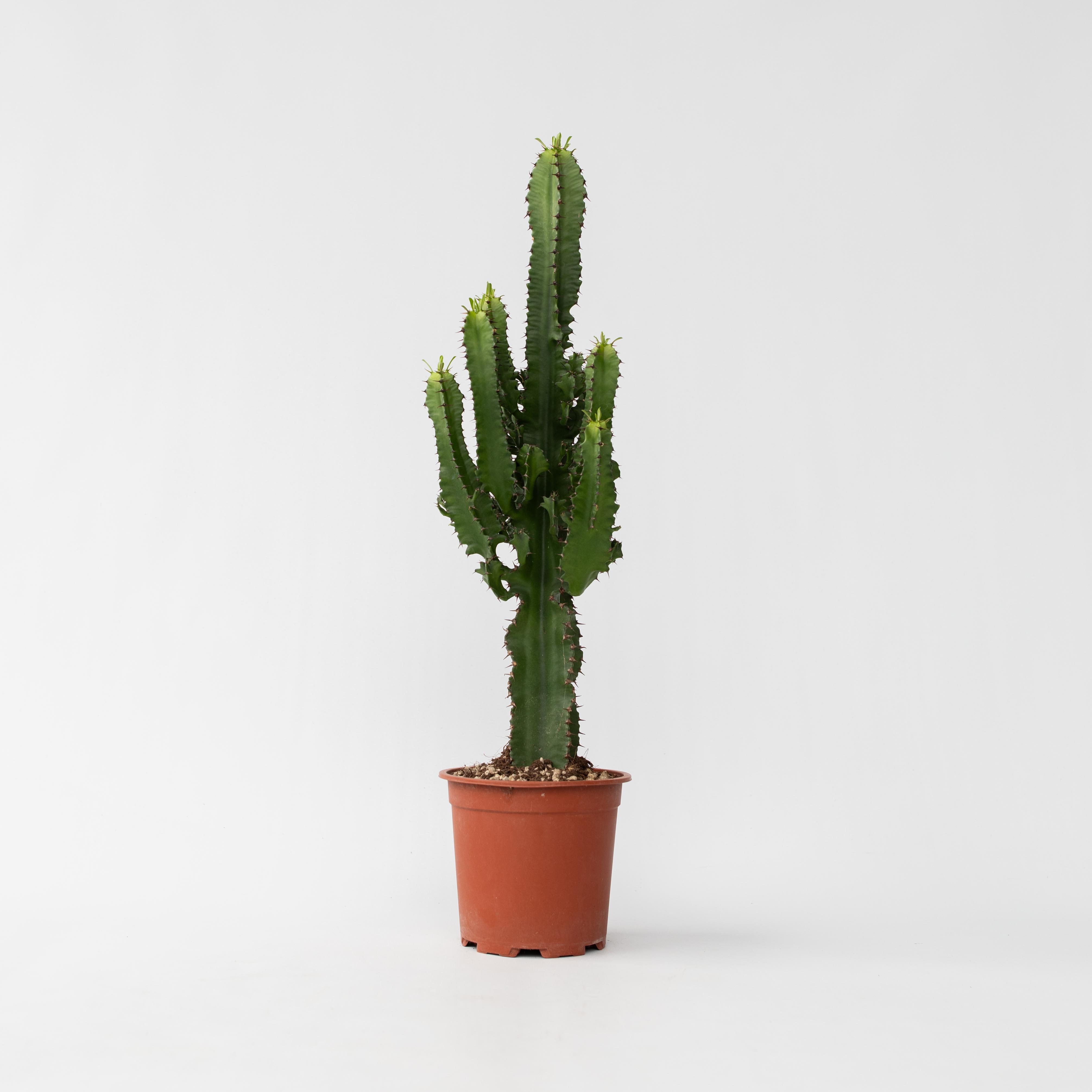 Plant in a Box - Cowboy-Kaktus - Euphorbia ingens - H&ouml;he 50-60cm - Topf 17cm - Bild 1