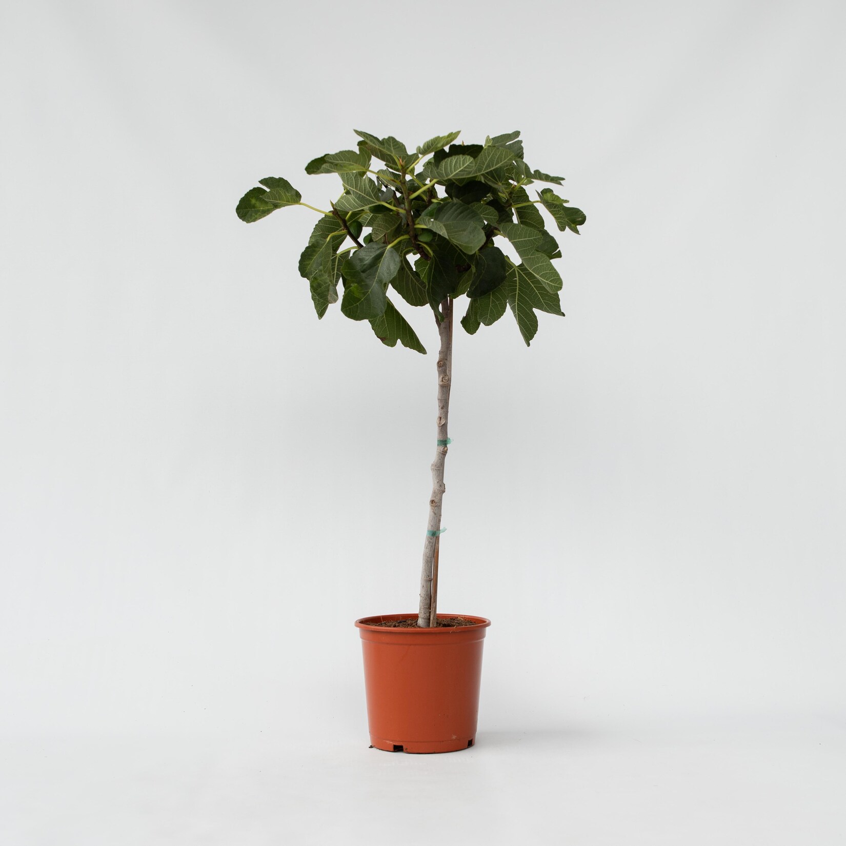 Plant in a Box – Feigenbaum – Ficus Carica – Höhe 70-90cm – Topf 21cm | 07442924151117