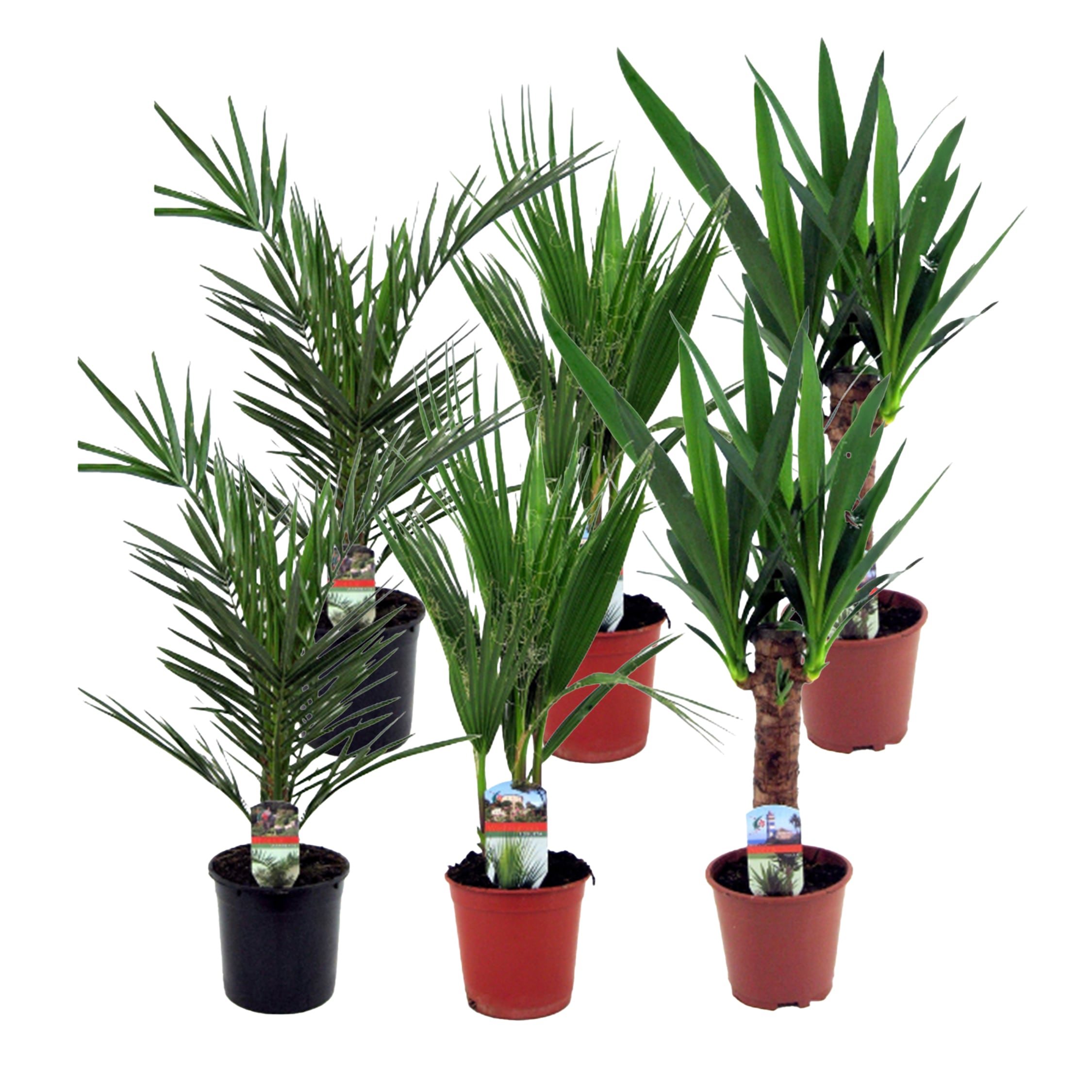 Plant in a Box - Zimmerpalmen-Mix - 6 Stk - Indoor Palmmix - Pokon - H&ouml;he 50-70cm - Topf 14cm - Bild 1